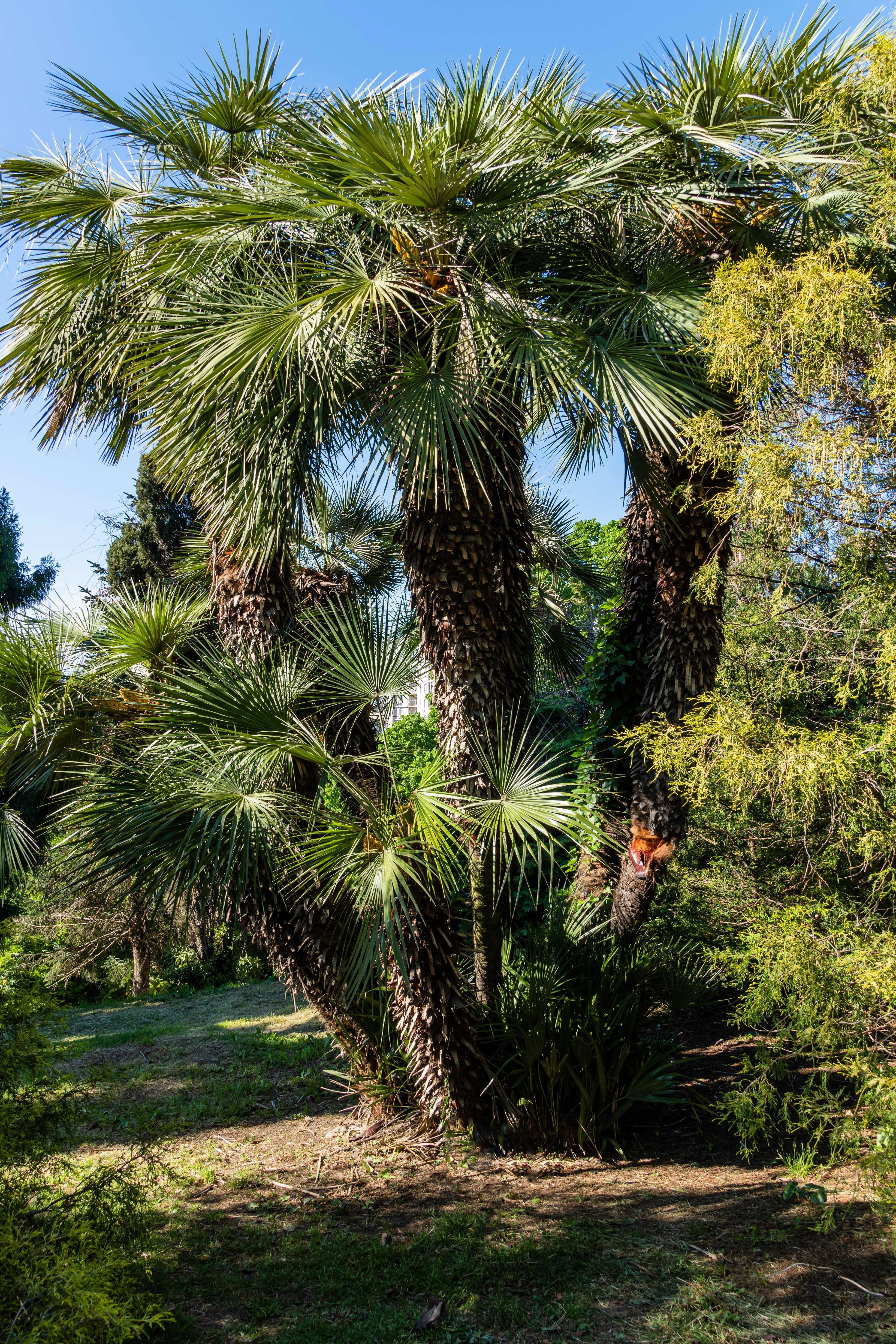 5 COMMON WINDMILL PALM Trachycarpus Fortunei Hardy Chusan Palm Tree Sun Shade Houseplant Seeds - Image 3