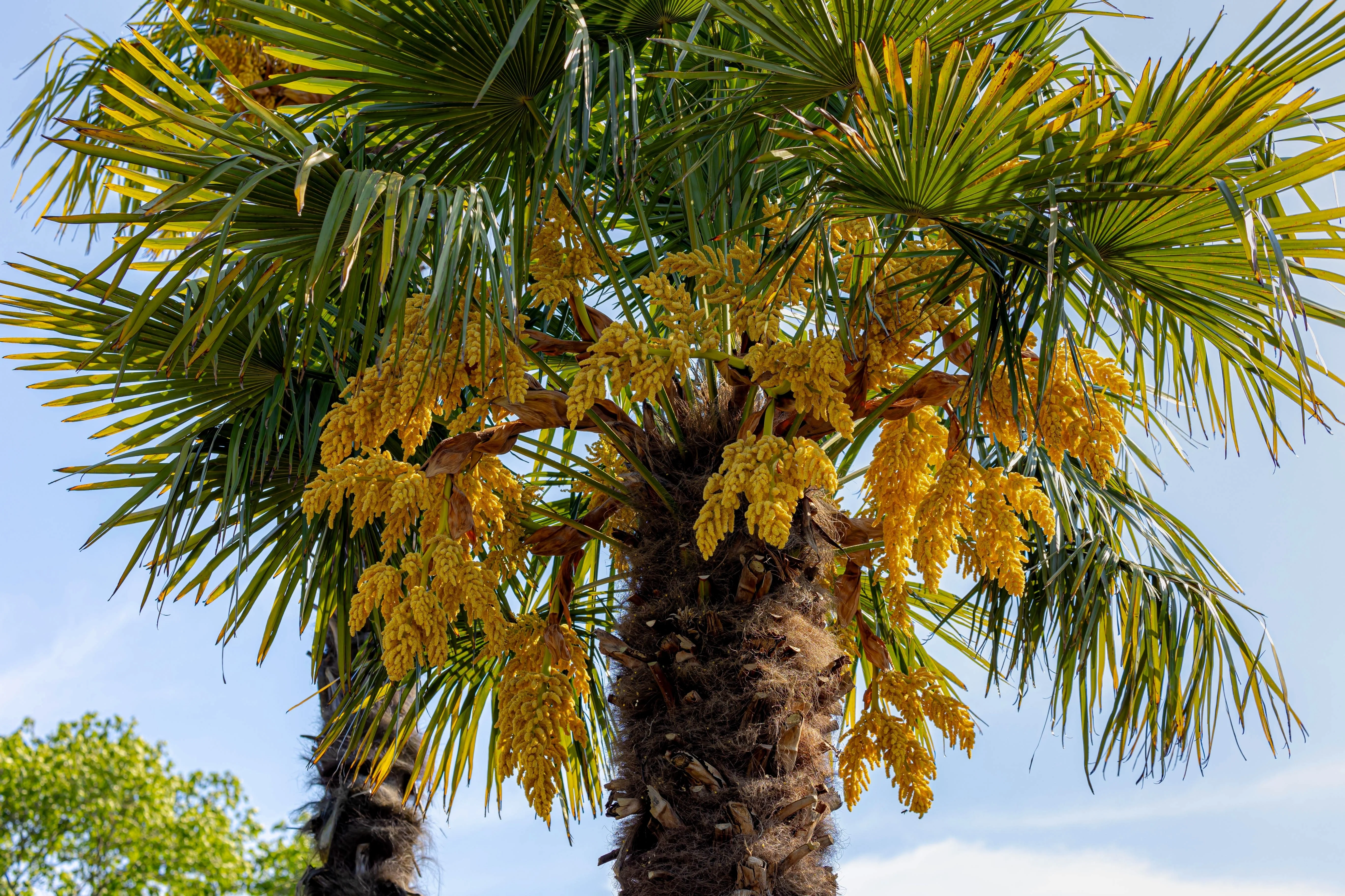 5 COMMON WINDMILL PALM Trachycarpus Fortunei Hardy Chusan Palm Tree Sun Shade Houseplant Seeds - Image 6