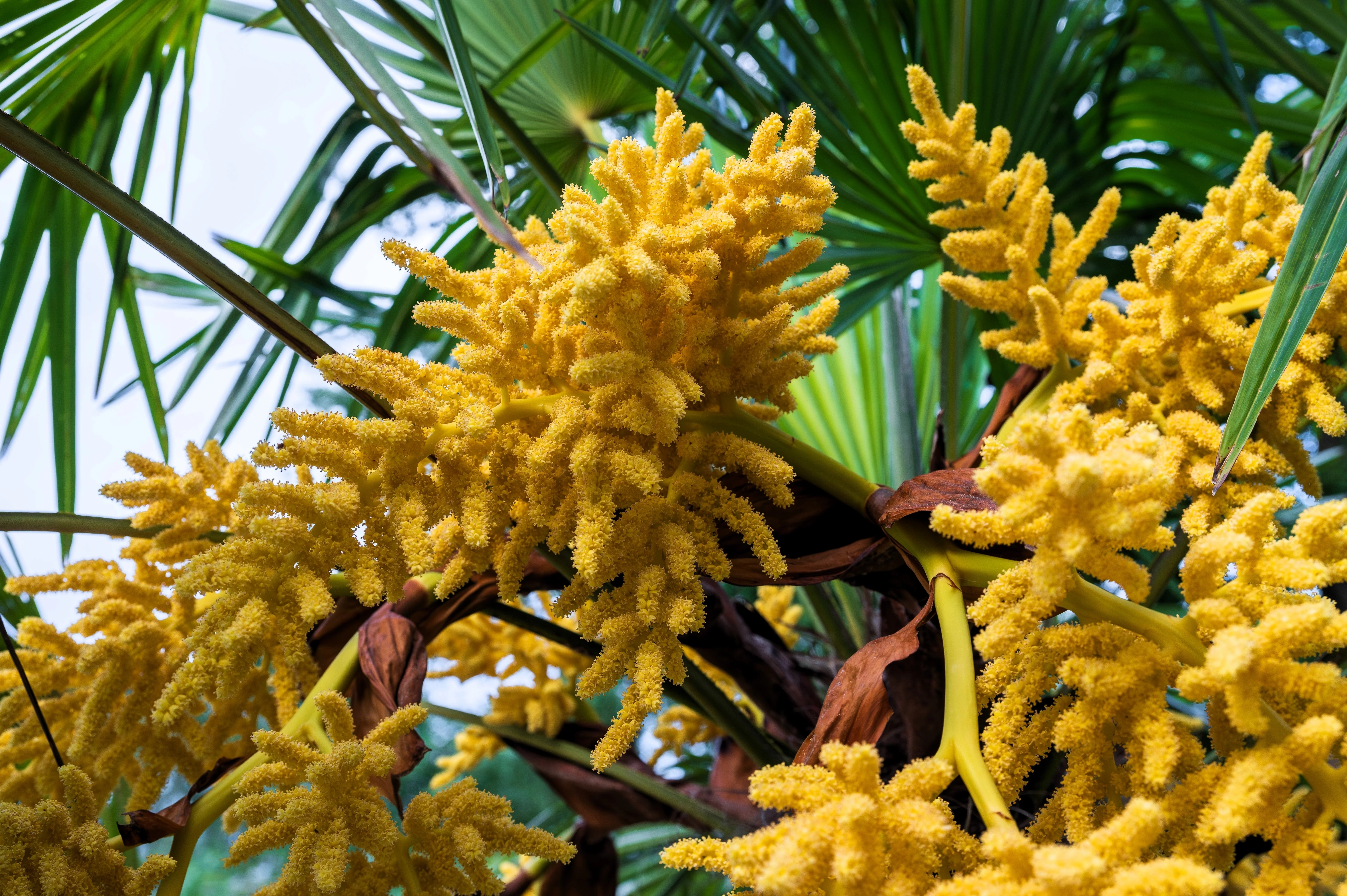 5 COMMON WINDMILL PALM Trachycarpus Fortunei Hardy Chusan Palm Tree Sun Shade Houseplant Seeds - Image 7