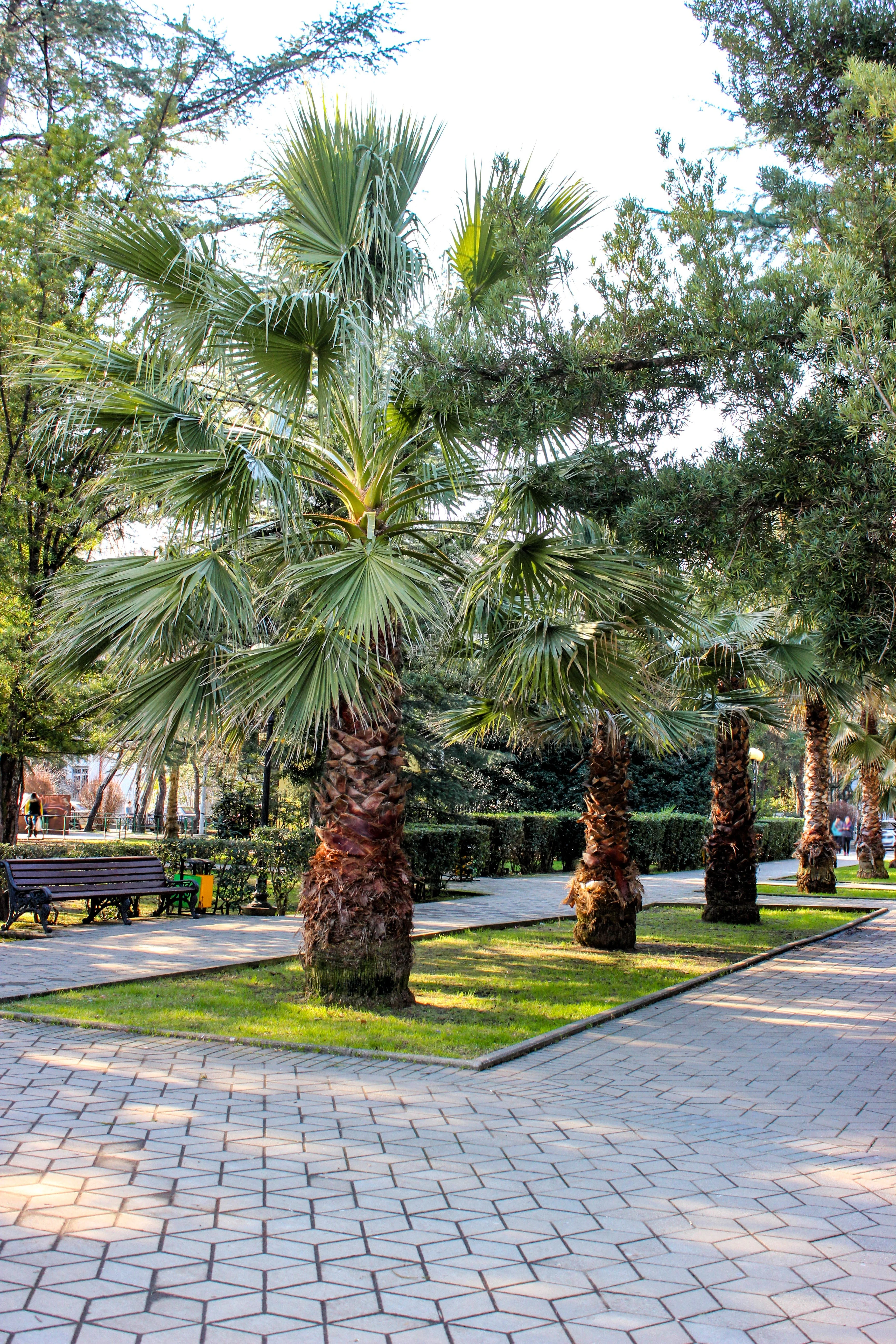 5 COMMON WINDMILL PALM Trachycarpus Fortunei Hardy Chusan Palm Tree Sun Shade Houseplant Seeds - Image 8
