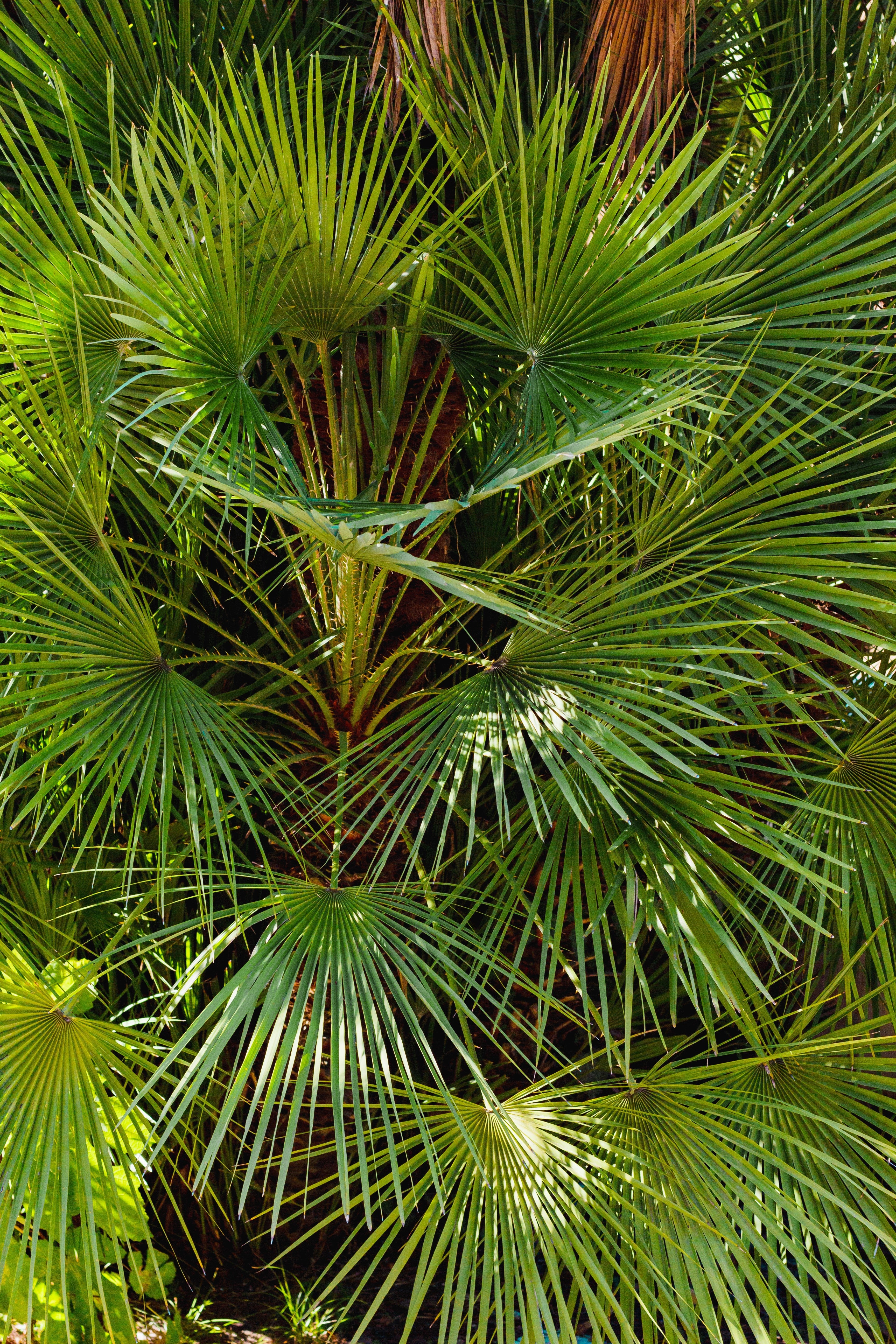 5 COMMON WINDMILL PALM Trachycarpus Fortunei Hardy Chusan Palm Tree Sun Shade Houseplant Seeds - Image 9