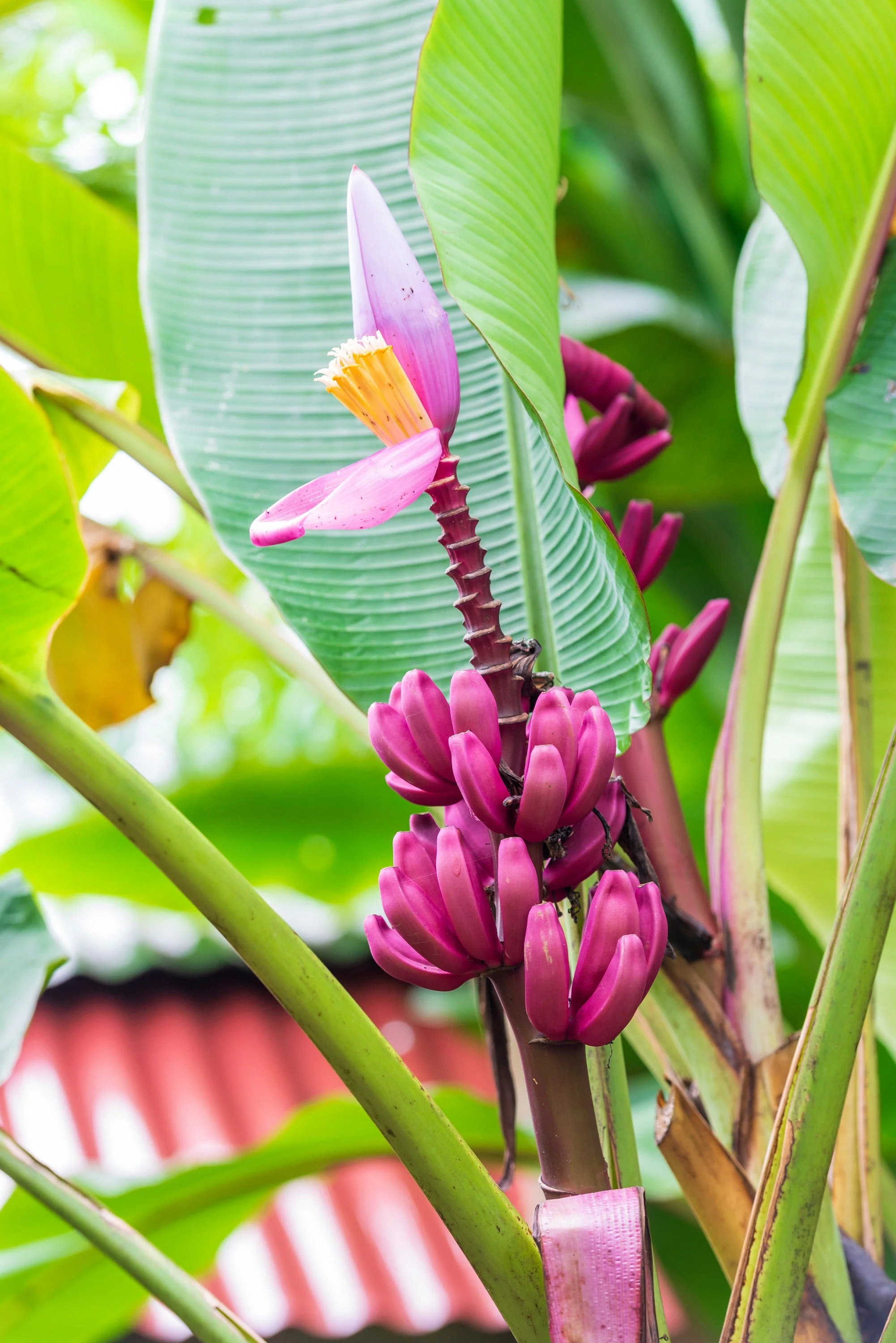 5 DWARF PINK BANANA Velvet Musa Velutina Flowering Fruit Tree Seeds - Image 10