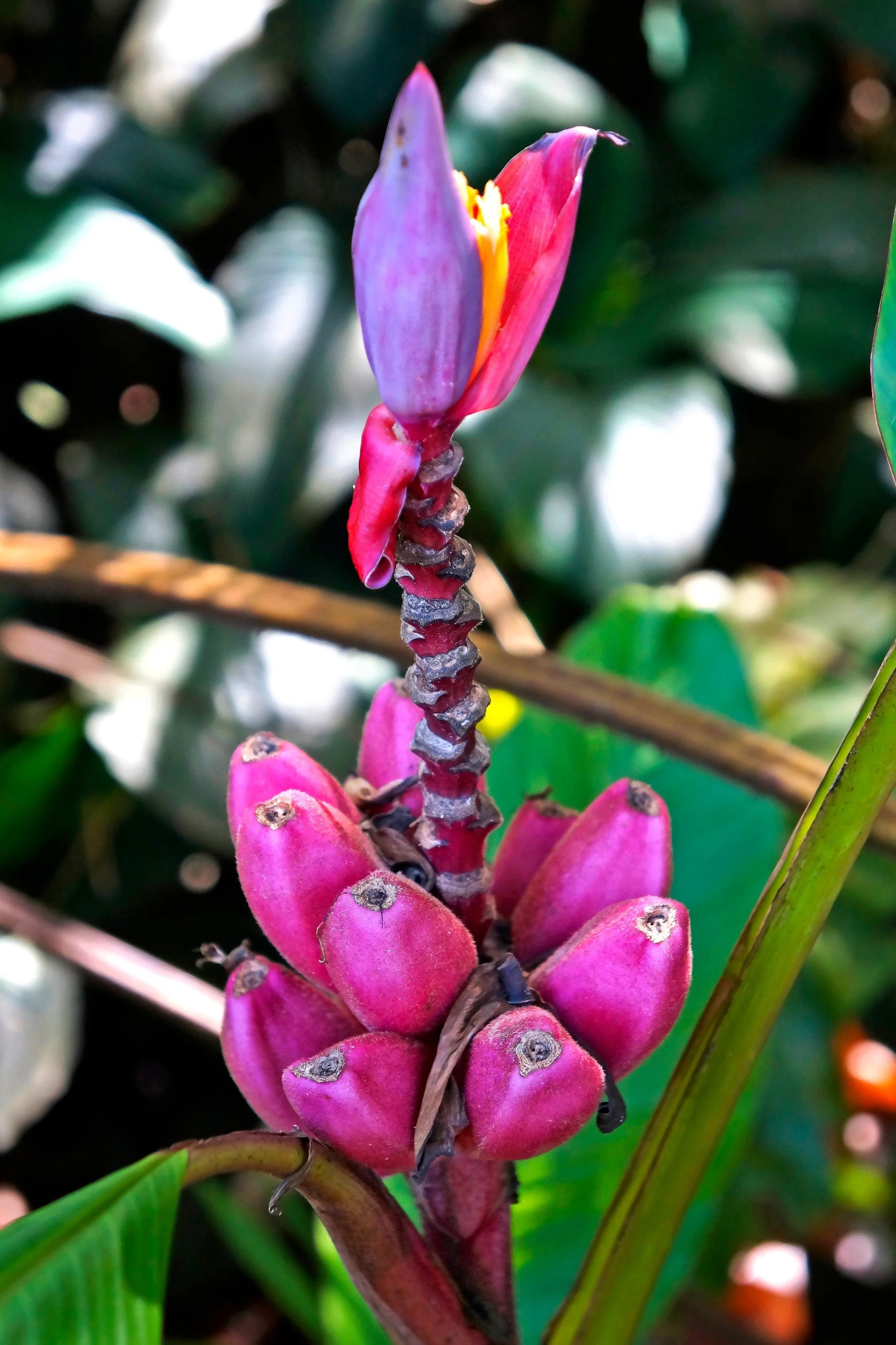 5 DWARF PINK BANANA Velvet Musa Velutina Flowering Fruit Tree Seeds - Image 11