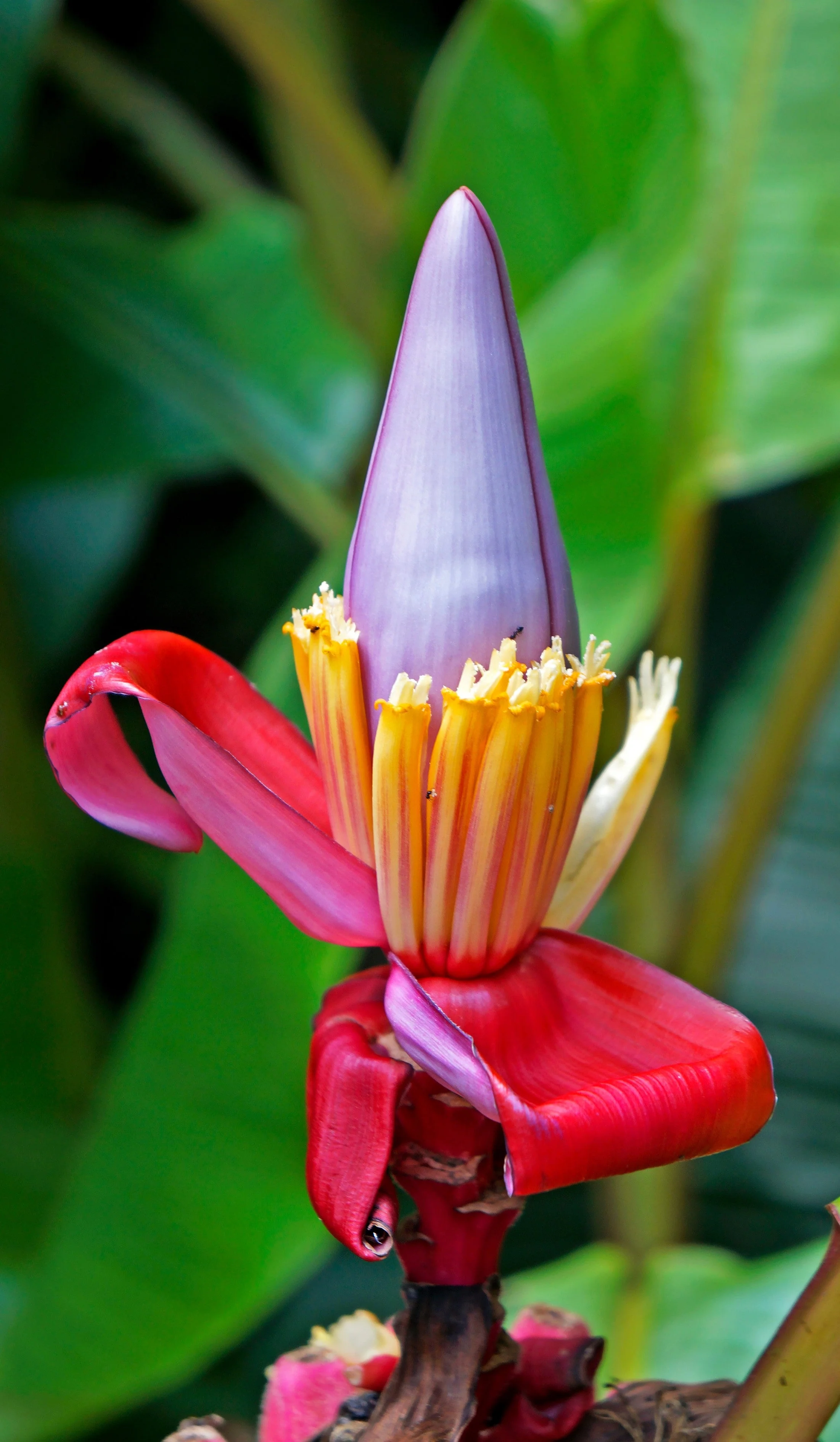 5 DWARF PINK BANANA Velvet Musa Velutina Flowering Fruit Tree Seeds - Image 2
