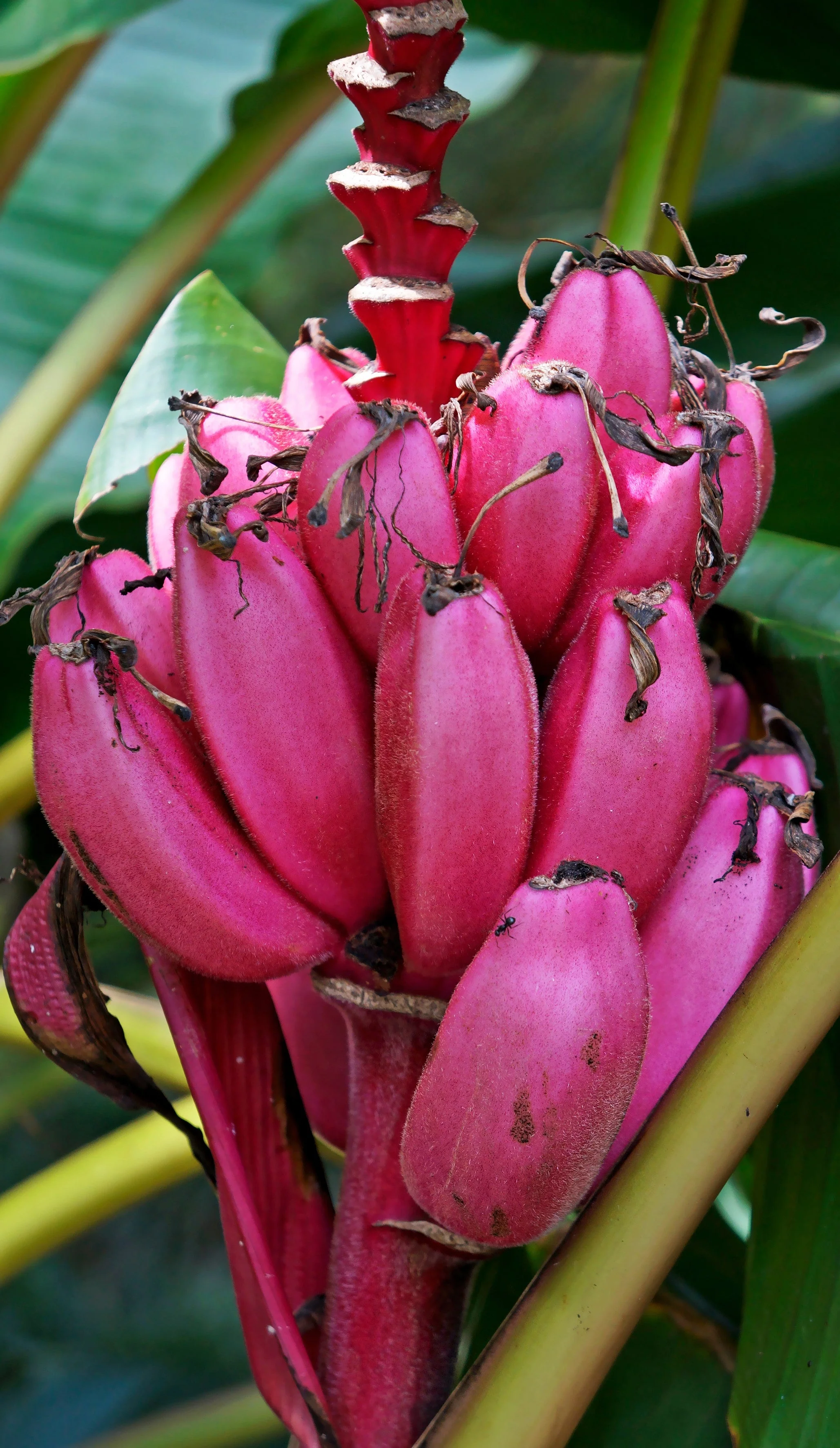 5 DWARF PINK BANANA Velvet Musa Velutina Flowering Fruit Tree Seeds - Image 3