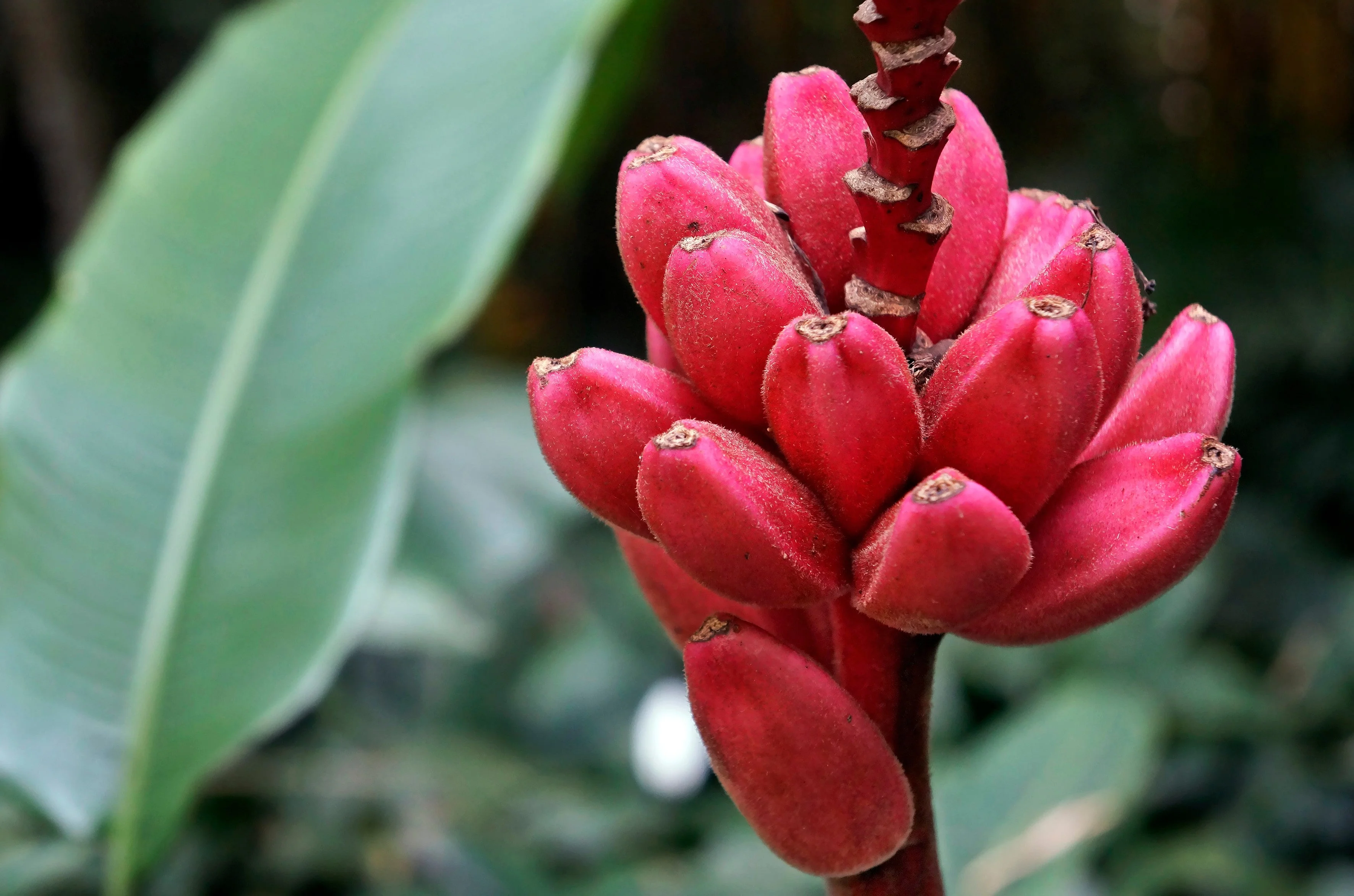 5 DWARF PINK BANANA Velvet Musa Velutina Flowering Fruit Tree Seeds - Image 4