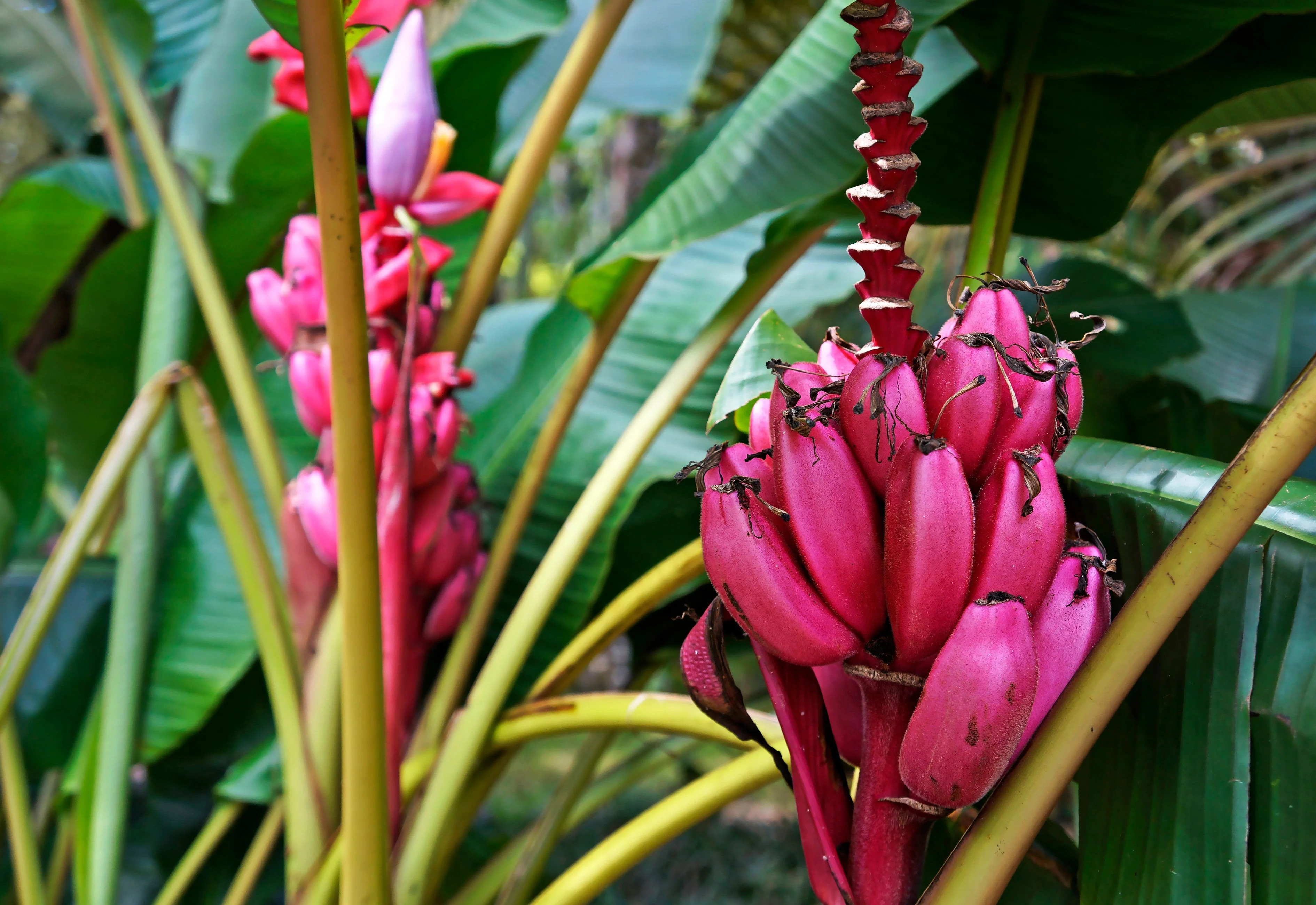 5 DWARF PINK BANANA Velvet Musa Velutina Flowering Fruit Tree Seeds - Image 5