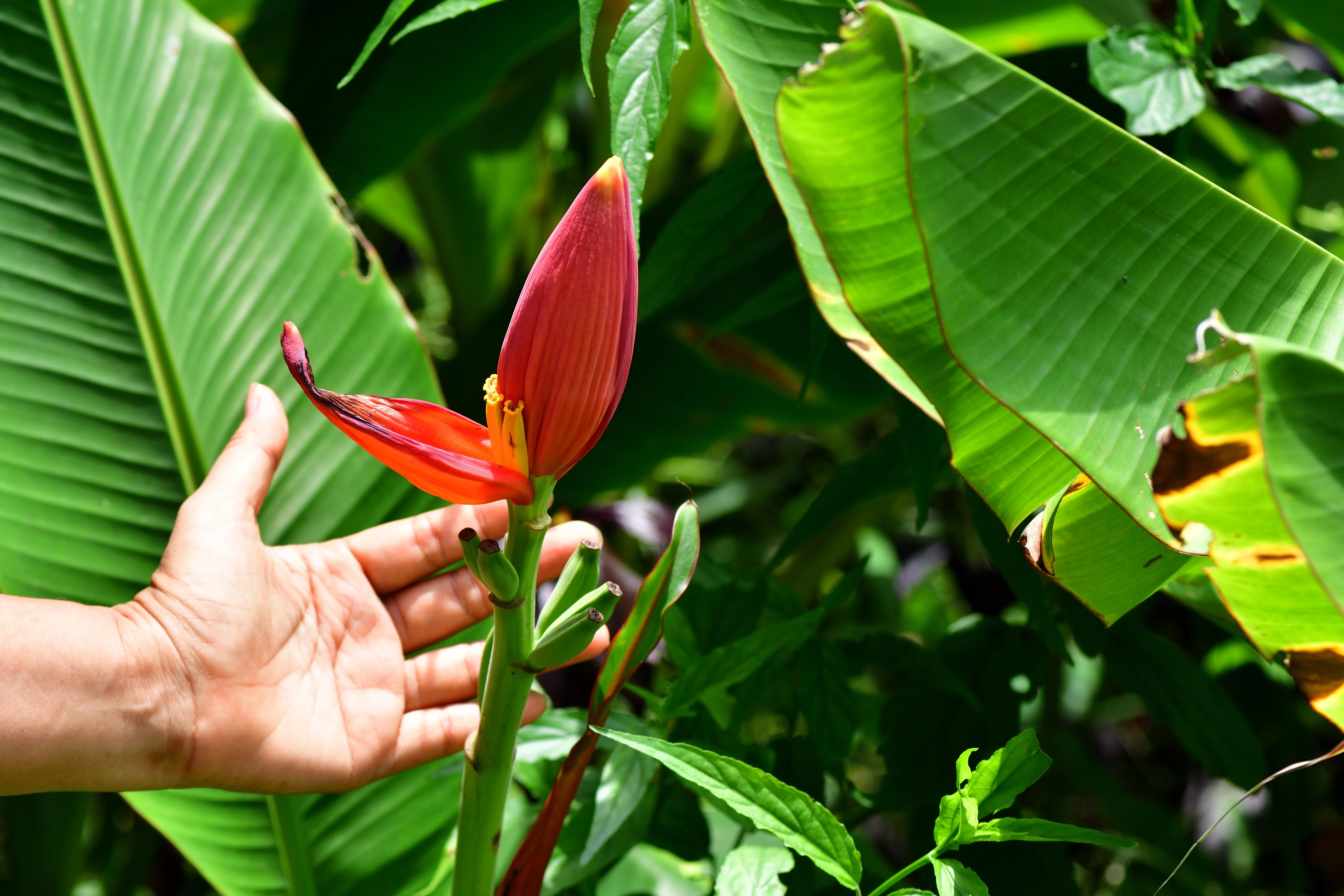 5 DWARF PINK BANANA Velvet Musa Velutina Flowering Fruit Tree Seeds - Image 6