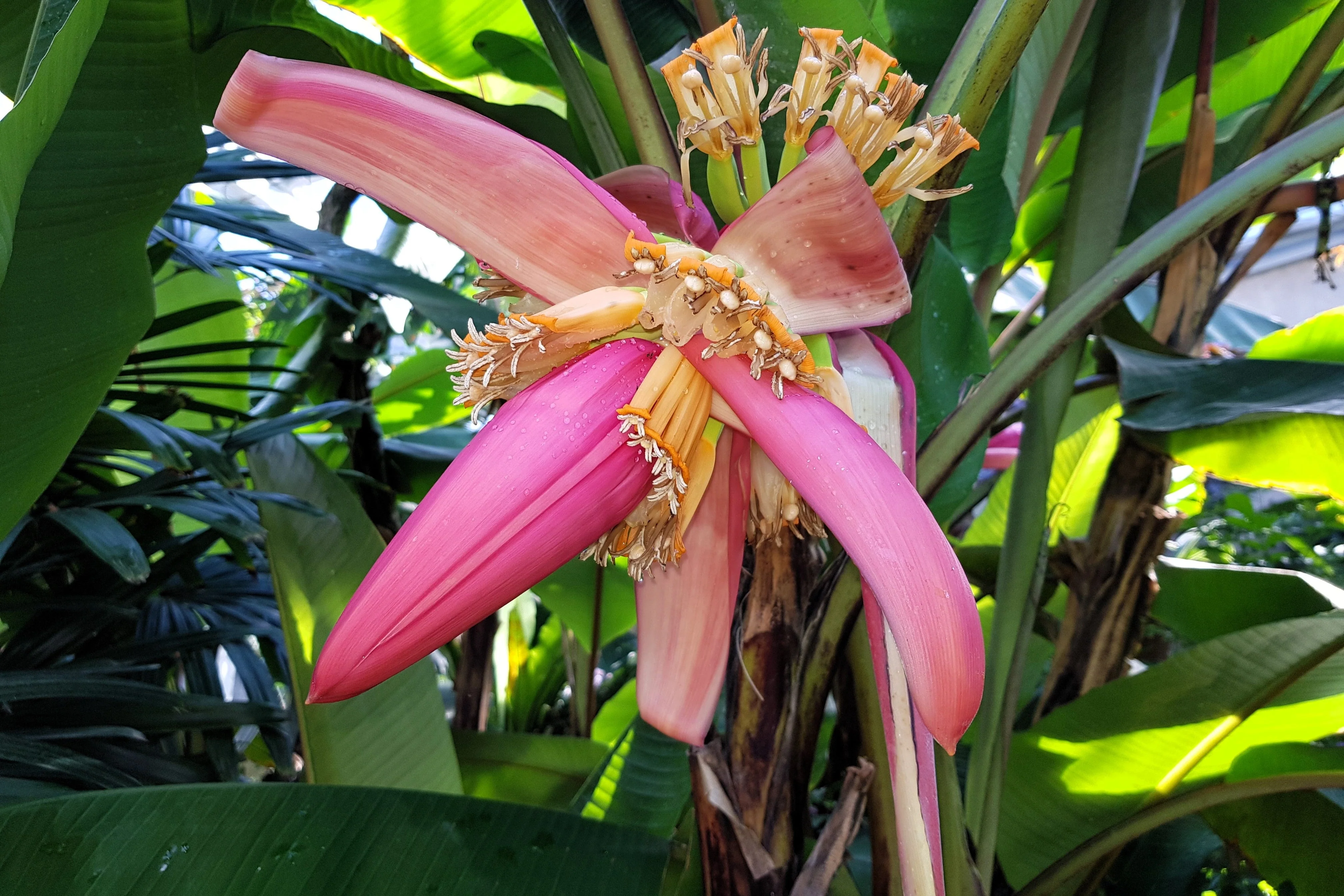 5 DWARF PINK BANANA Velvet Musa Velutina Flowering Fruit Tree Seeds - Image 8