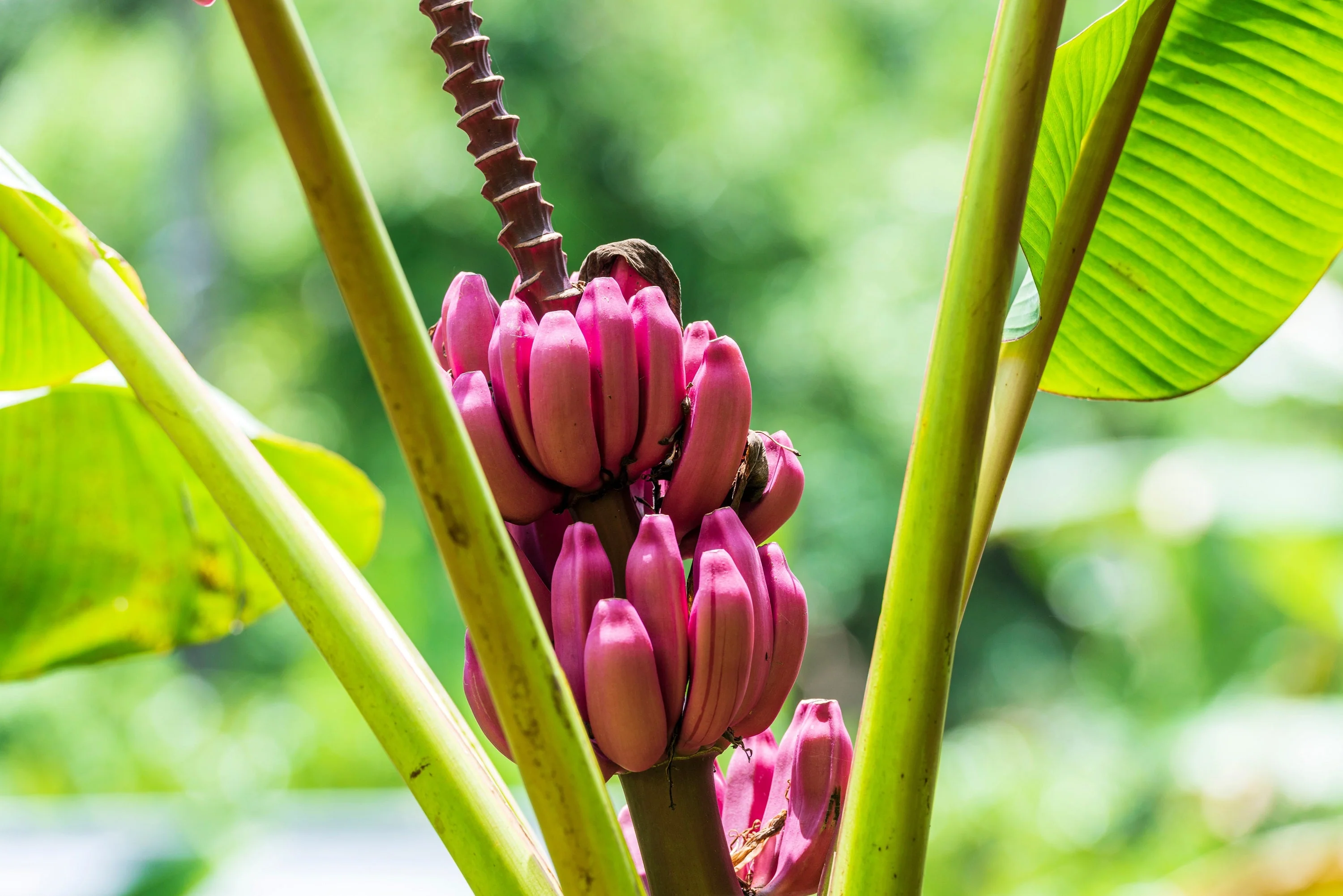 5 DWARF PINK BANANA Velvet Musa Velutina Flowering Fruit Tree Seeds - Image 9