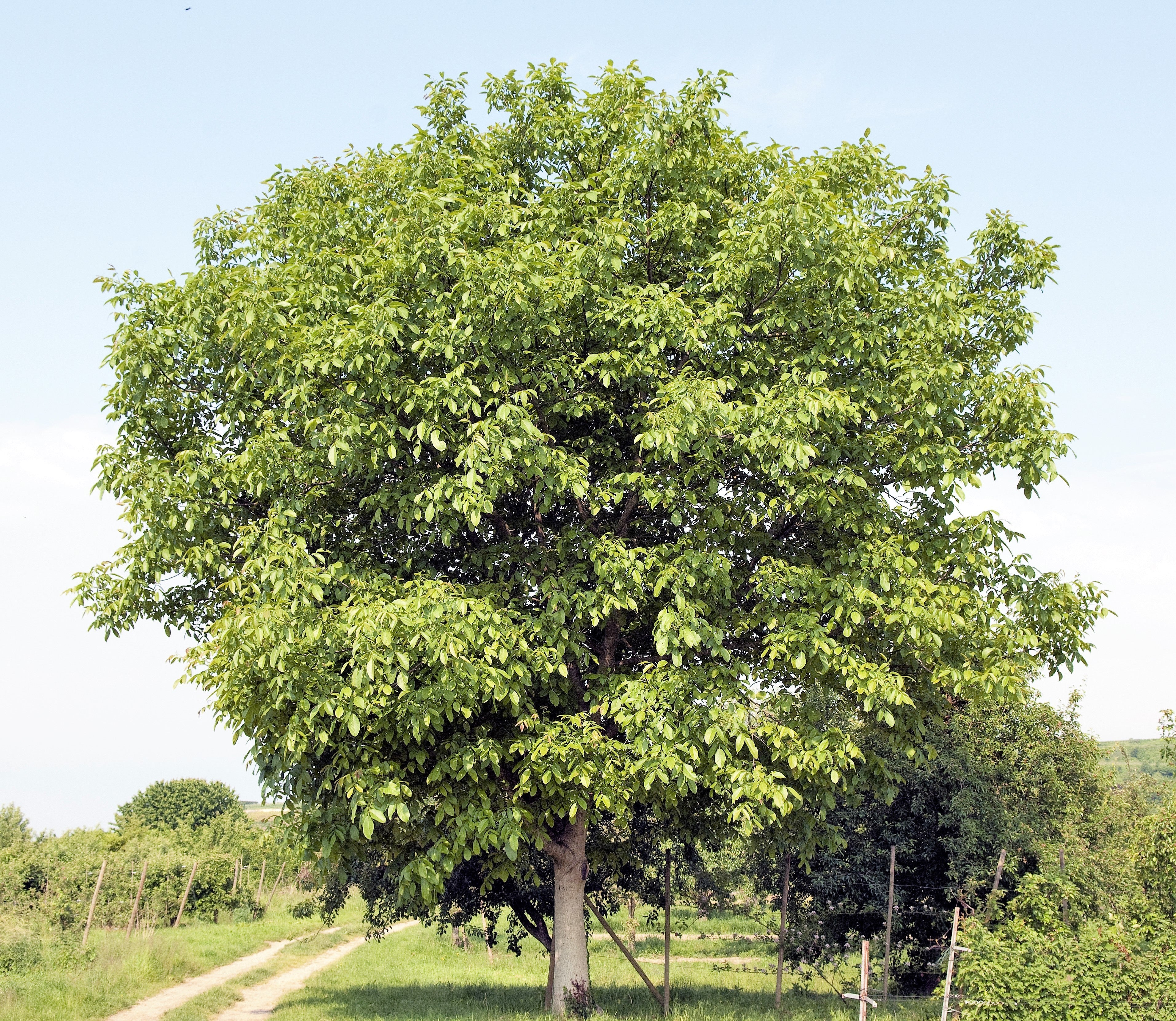5 ENGLISH WALNUT aka Common, Hardy Carpathian, Persian Nut Fruit Tree Juglans Regia Orientis Seeds - Image 11