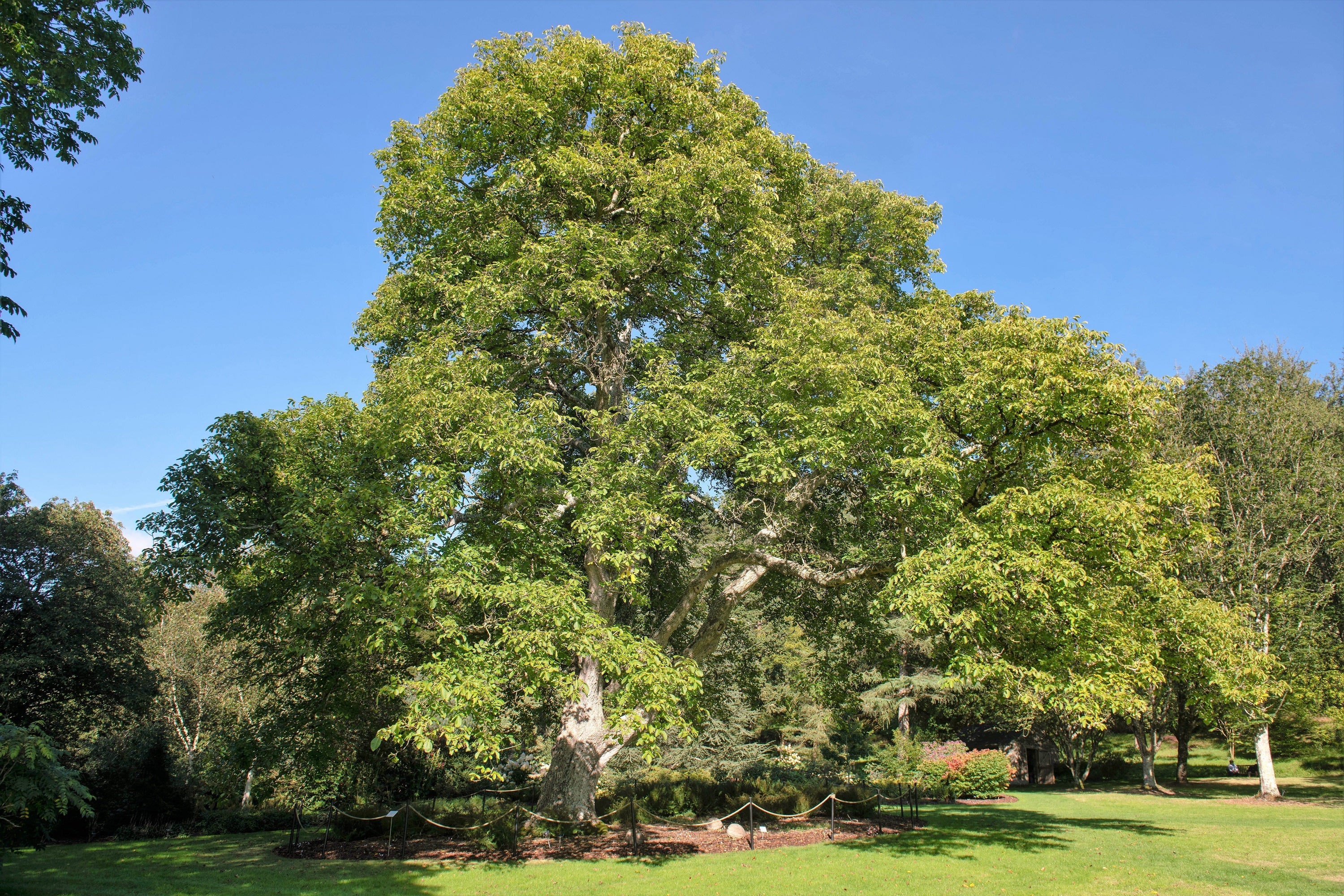 5 ENGLISH WALNUT aka Common, Hardy Carpathian, Persian Nut Fruit Tree Juglans Regia Orientis Seeds - Image 12