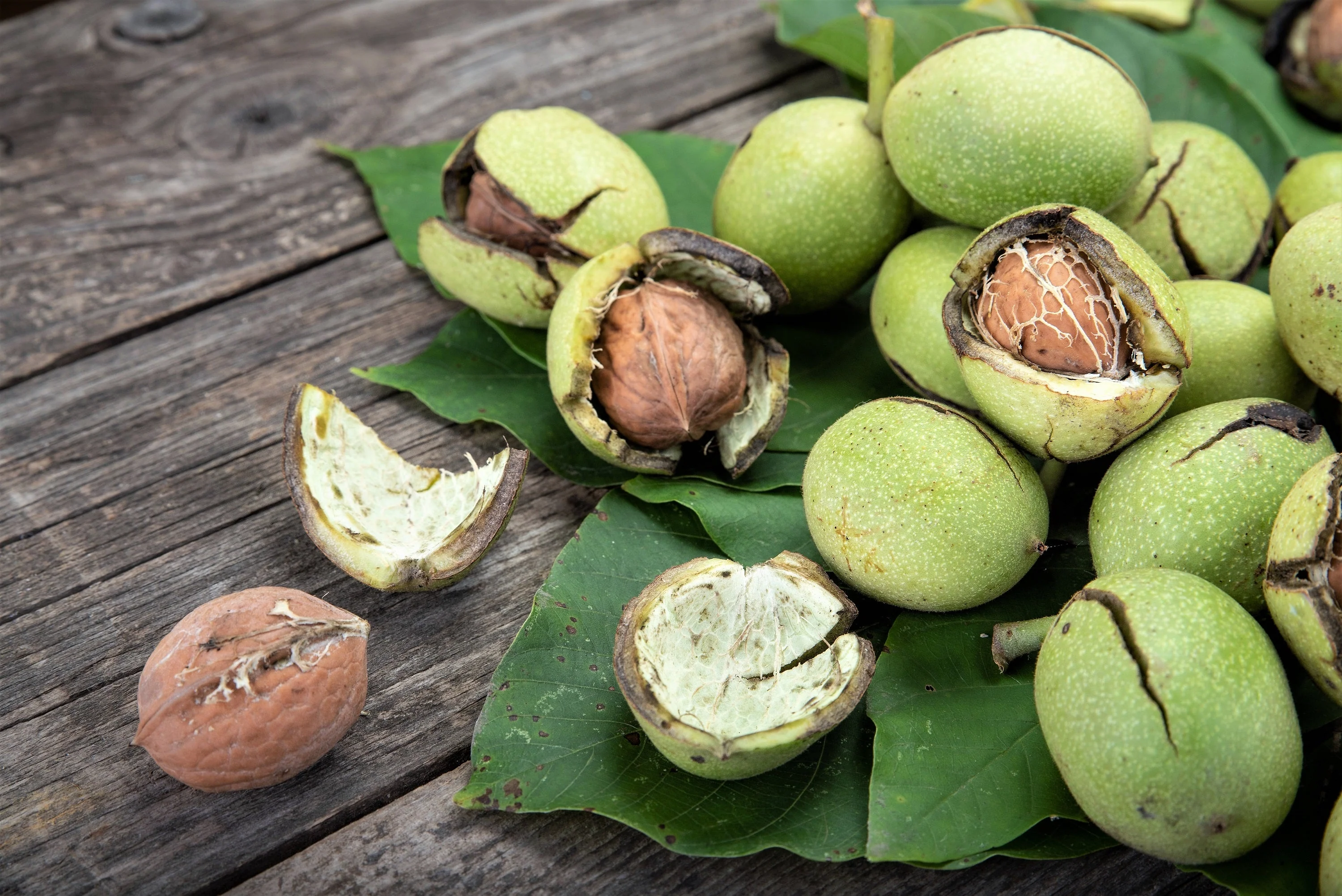 5 ENGLISH WALNUT aka Common, Hardy Carpathian, Persian Nut Fruit Tree Juglans Regia Orientis Seeds - Image 13