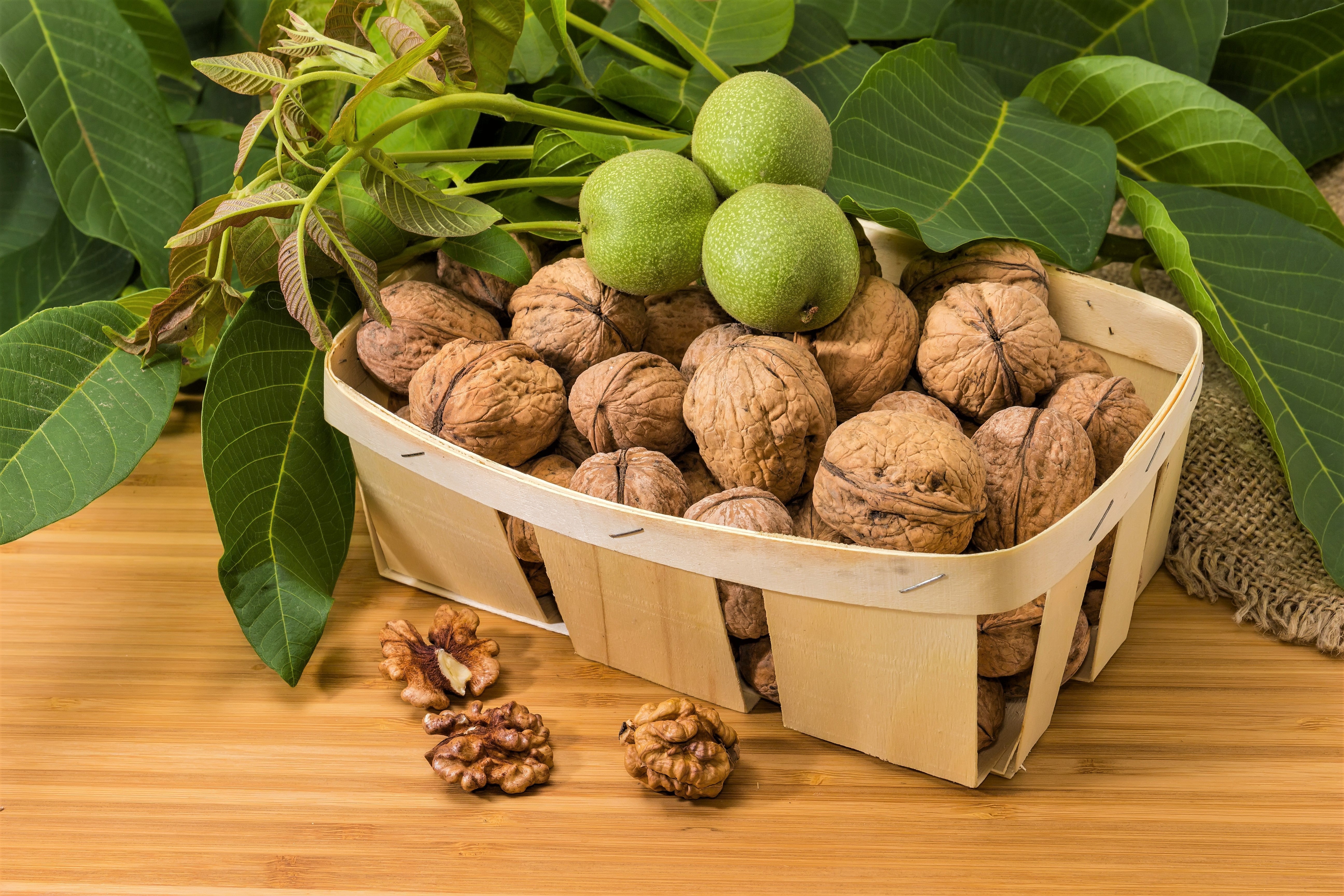 5 ENGLISH WALNUT aka Common, Hardy Carpathian, Persian Nut Fruit Tree Juglans Regia Orientis Seeds - Image 2