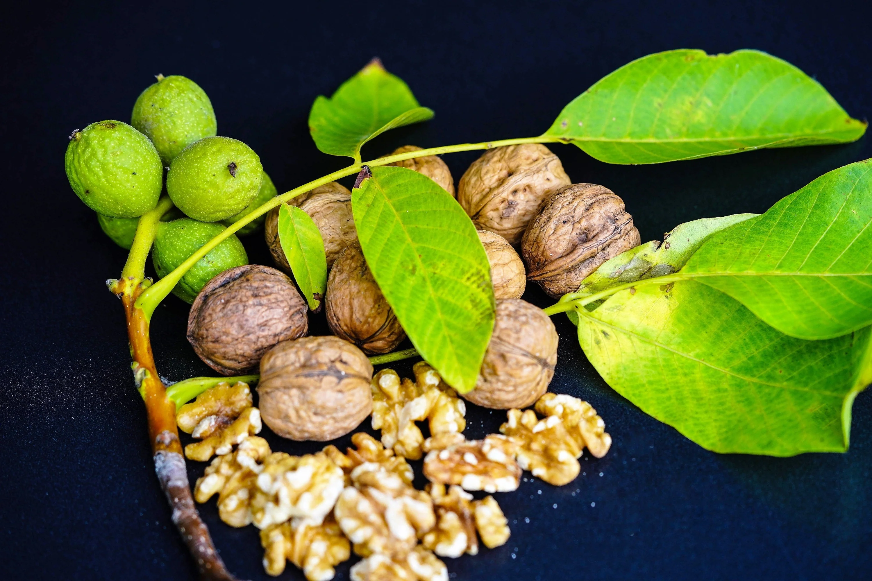 5 ENGLISH WALNUT aka Common, Hardy Carpathian, Persian Nut Fruit Tree Juglans Regia Orientis Seeds - Image 3