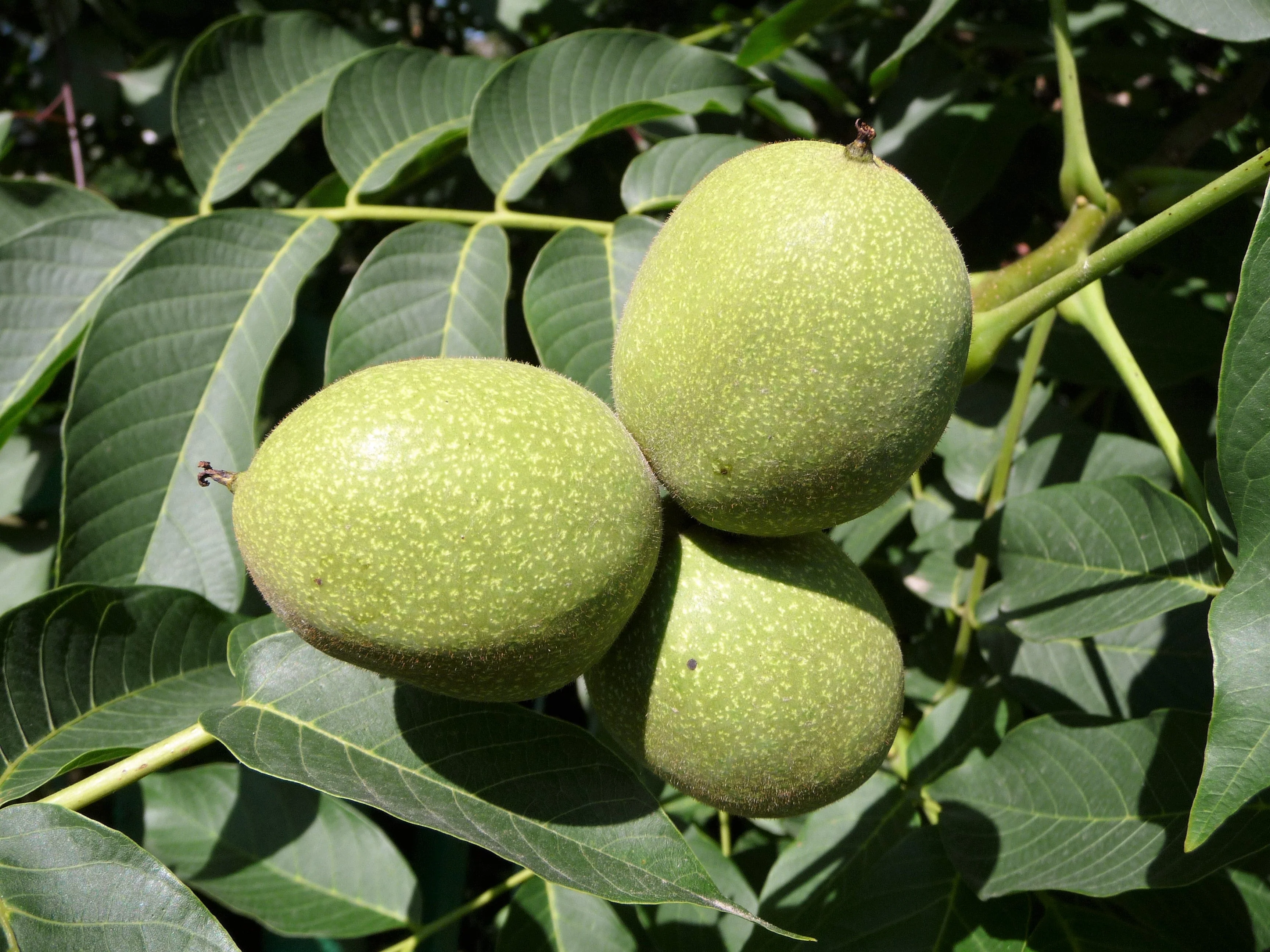 5 ENGLISH WALNUT aka Common, Hardy Carpathian, Persian Nut Fruit Tree Juglans Regia Orientis Seeds - Image 5