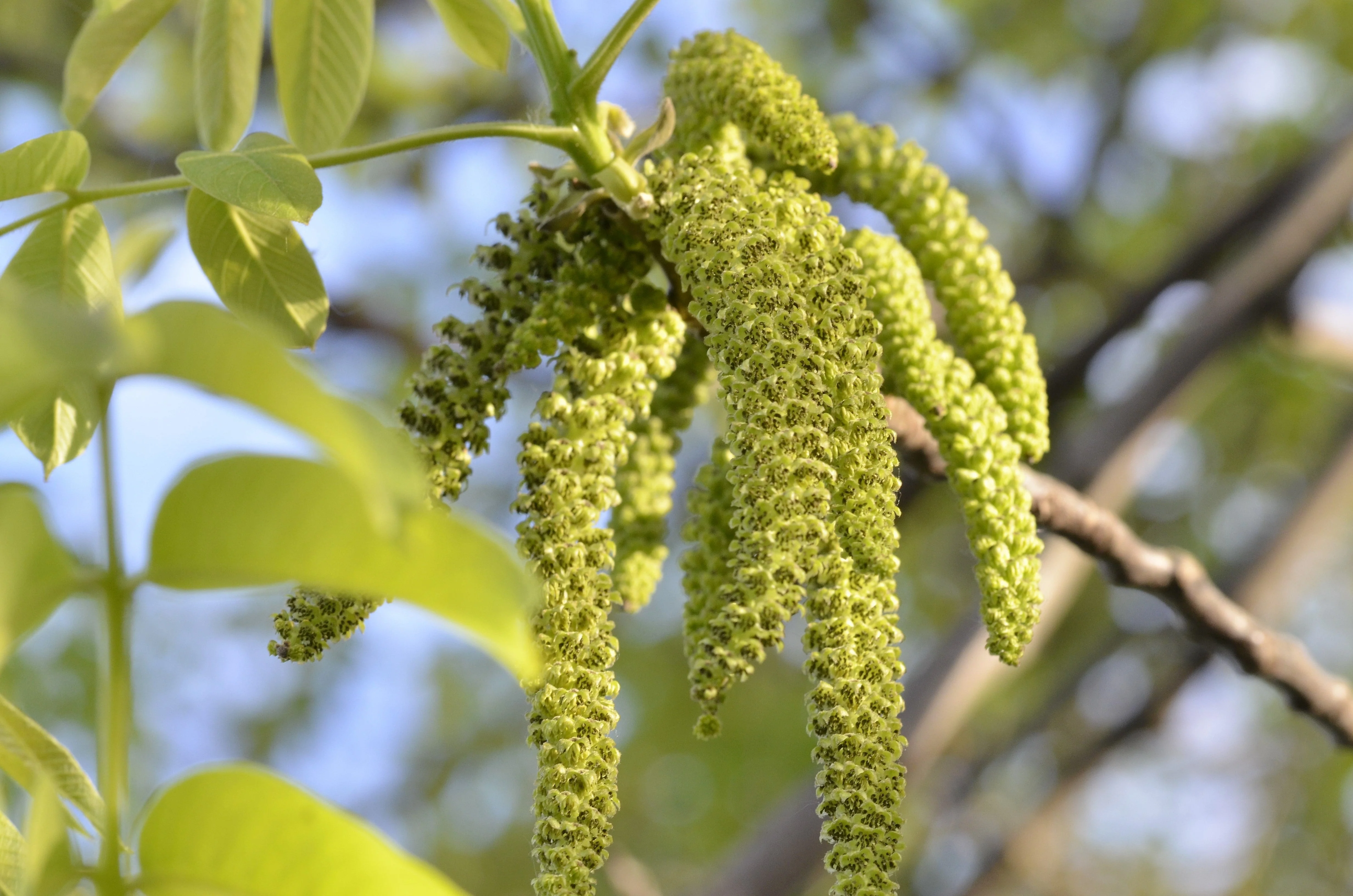 5 ENGLISH WALNUT aka Common, Hardy Carpathian, Persian Nut Fruit Tree Juglans Regia Orientis Seeds - Image 8
