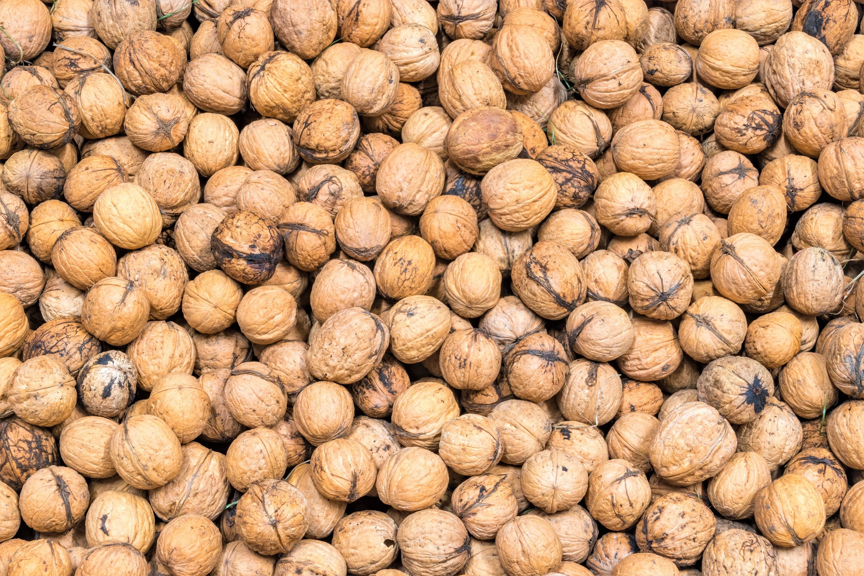 5 ENGLISH WALNUT aka Common, Hardy Carpathian, Persian Nut Fruit Tree Juglans Regia Orientis Seeds - Image 9