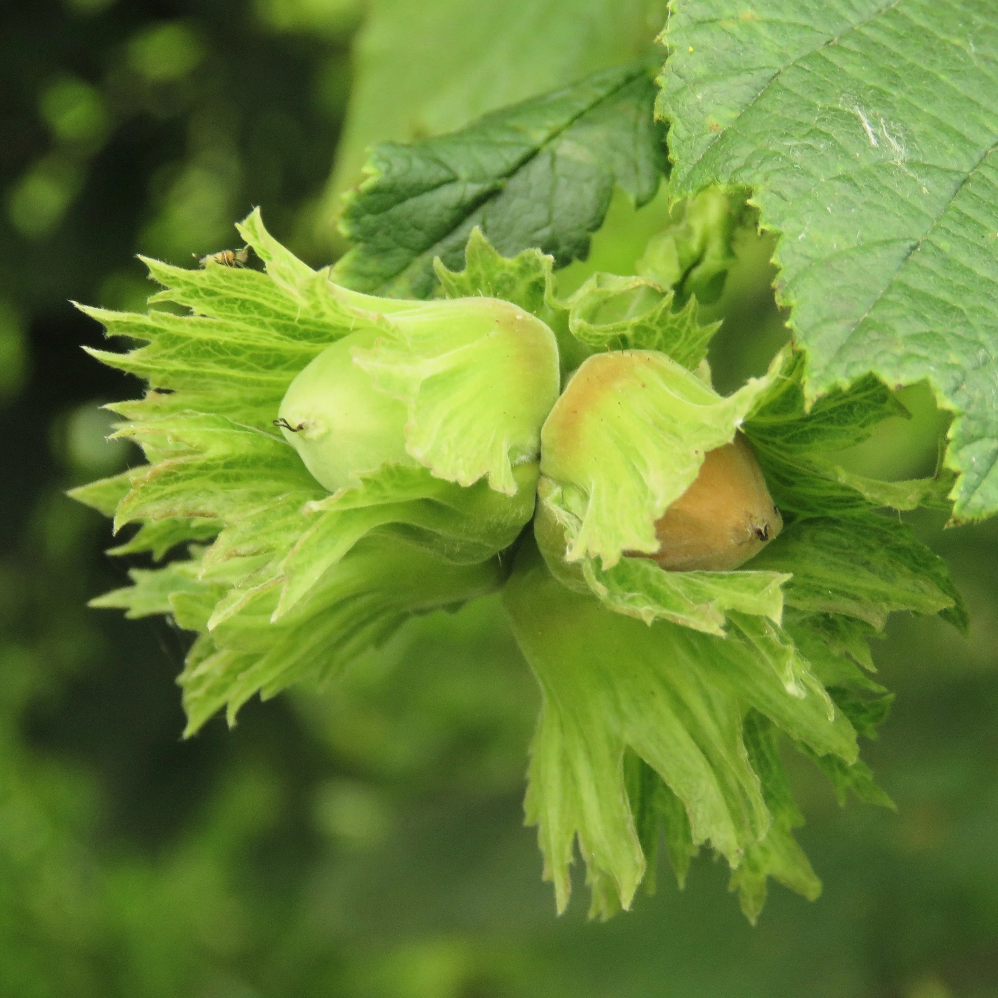 5 EUROPEAN HAZELNUT TREE aka Common Filbert Corylus Avellana Fruit Nut Seeds - Image 2