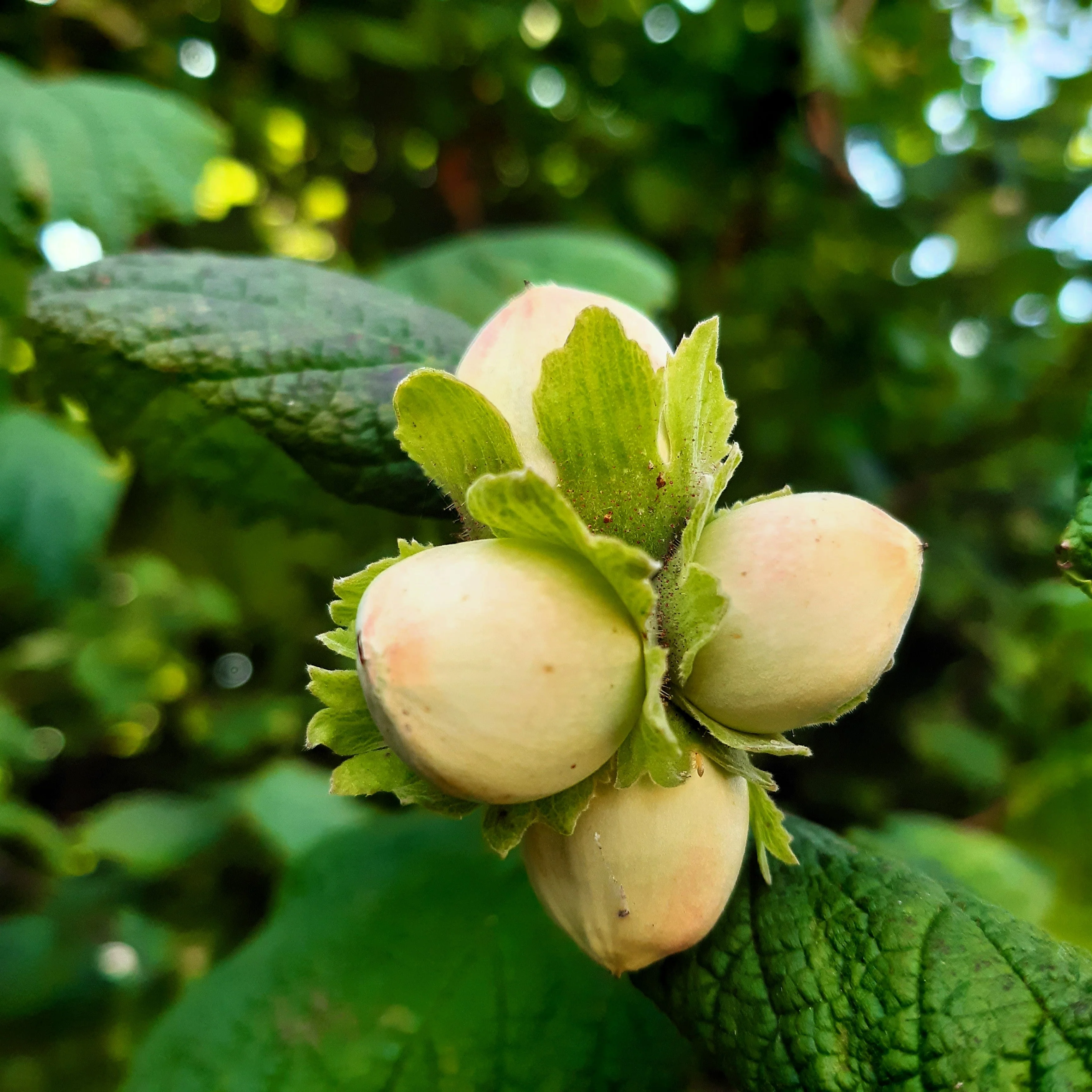 5 EUROPEAN HAZELNUT TREE aka Common Filbert Corylus Avellana Fruit Nut Seeds - Image 3