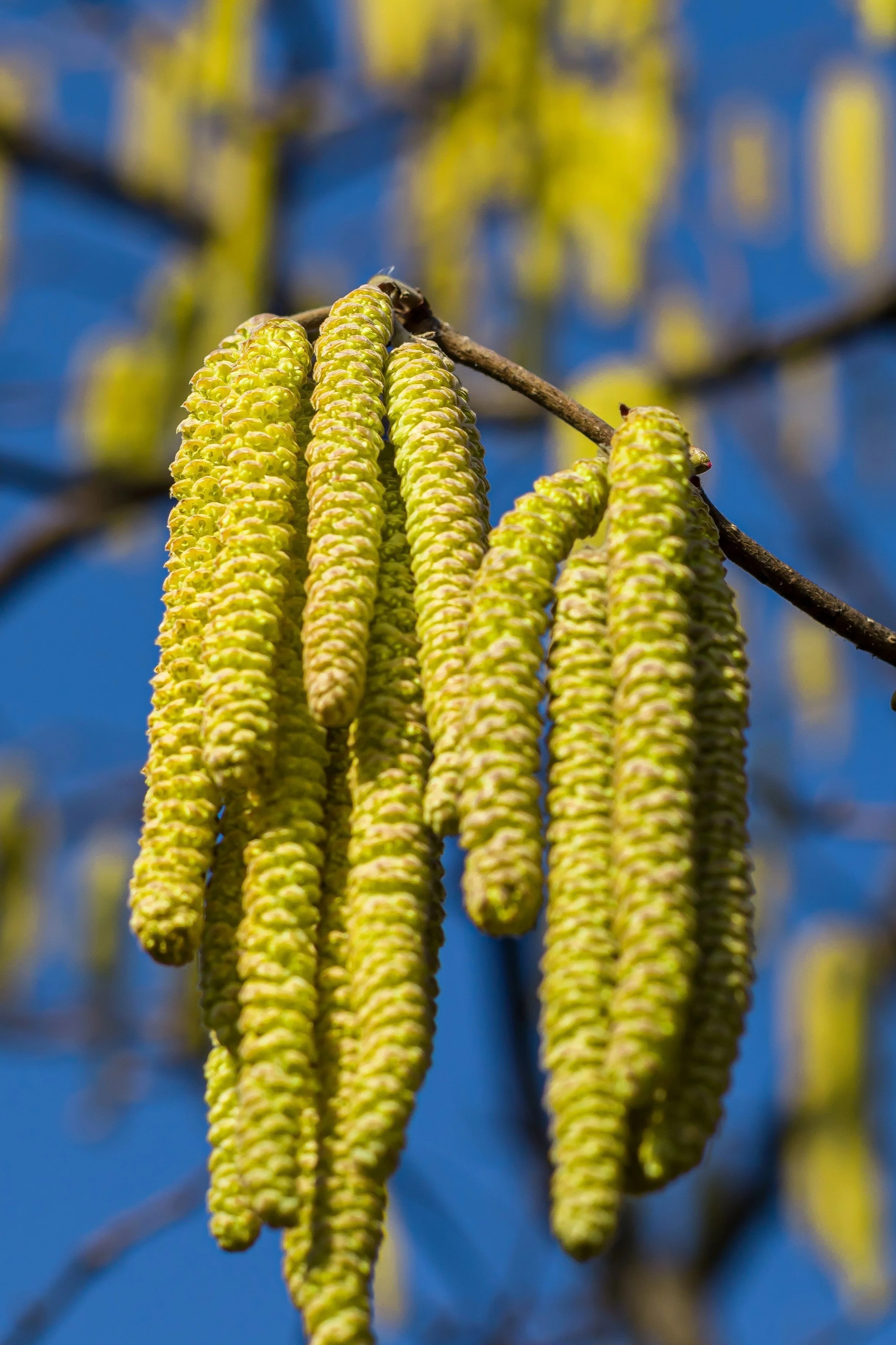 5 EUROPEAN HAZELNUT TREE aka Common Filbert Corylus Avellana Fruit Nut Seeds - Image 6