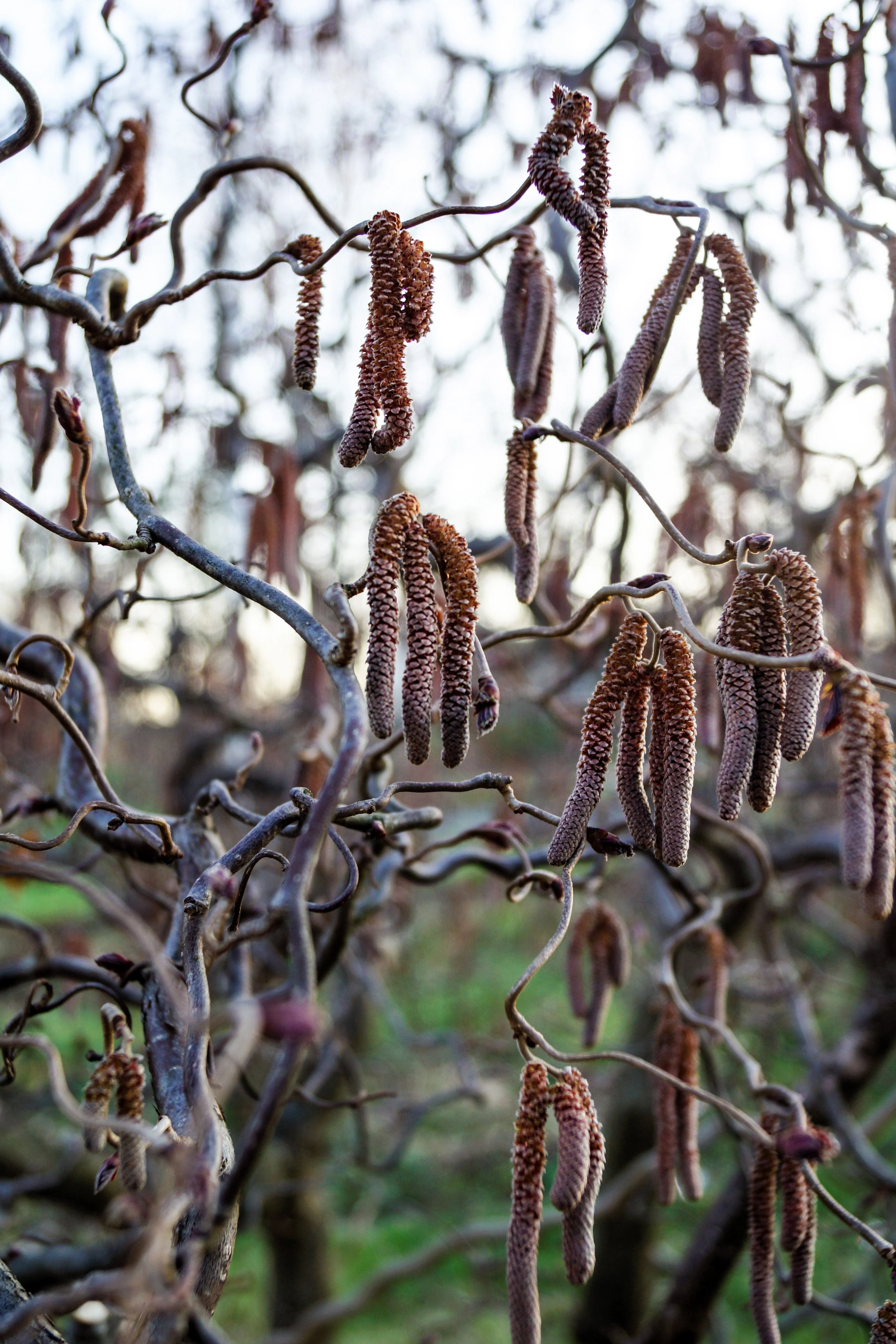 5 EUROPEAN HAZELNUT TREE aka Common Filbert Corylus Avellana Fruit Nut Seeds - Image 7