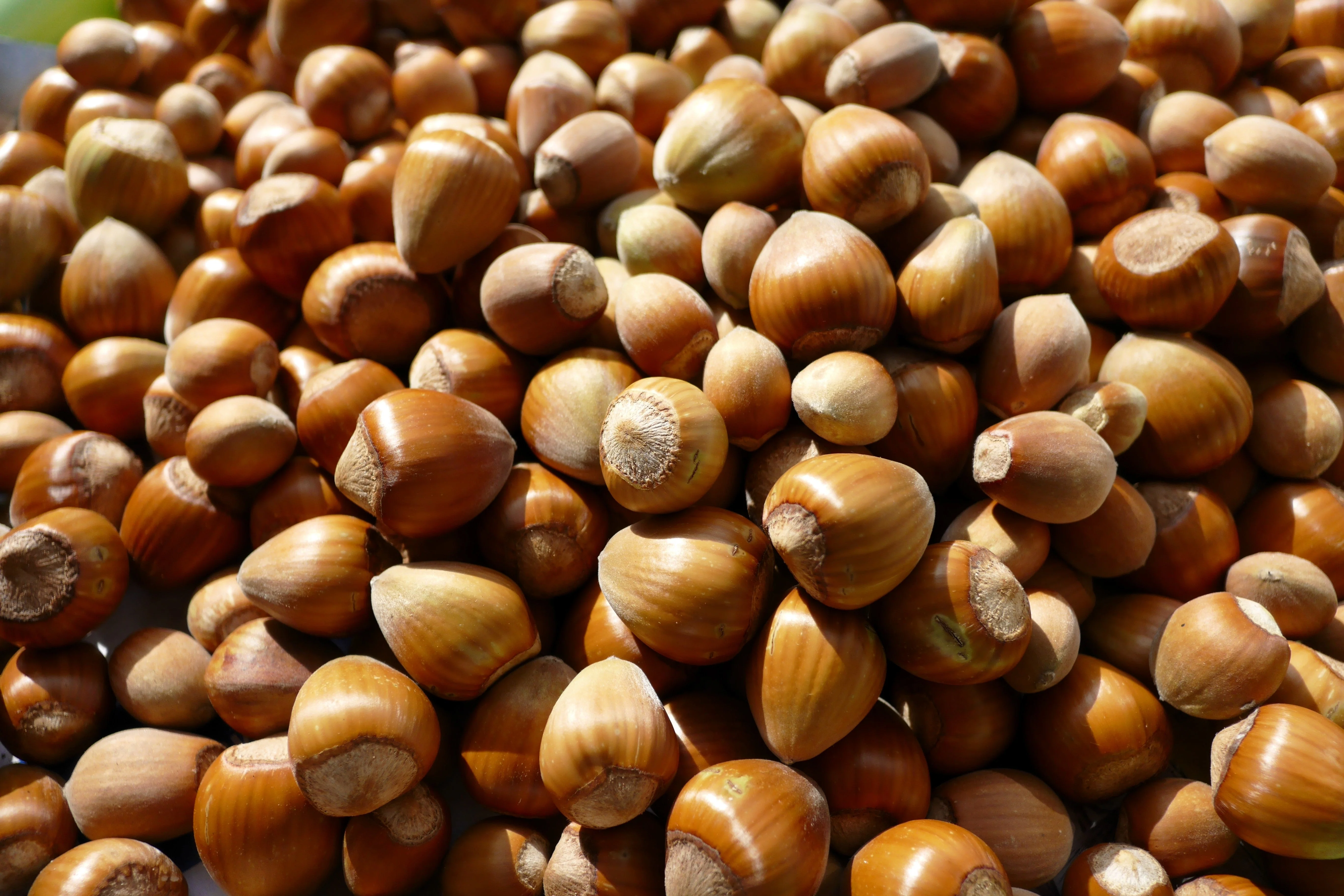5 EUROPEAN HAZELNUT TREE aka Common Filbert Corylus Avellana Fruit Nut Seeds - Image 9