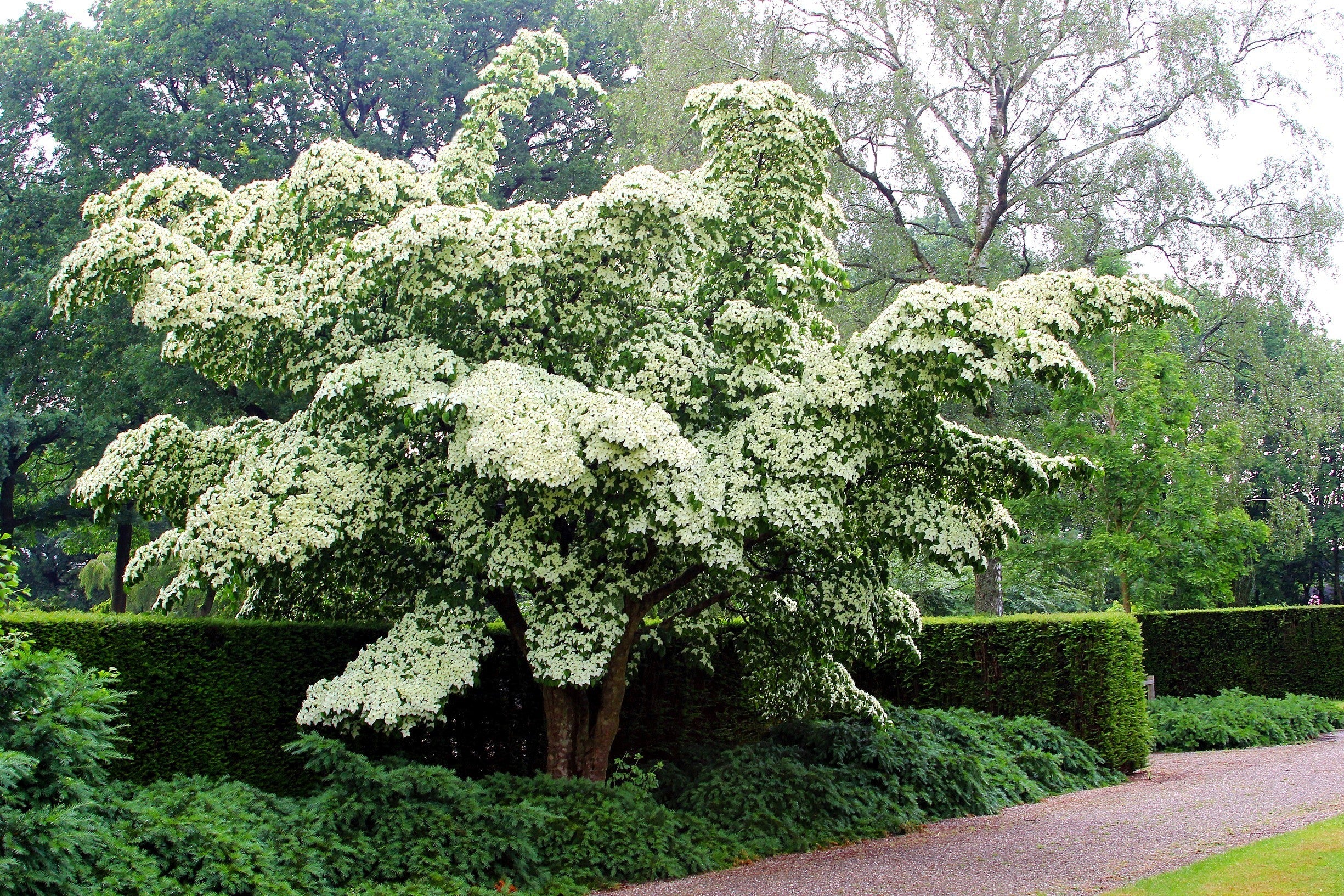 5 Flowering WHITE KOUSA DOGWOOD Cornus Kousa Tree Seeds - Image 10
