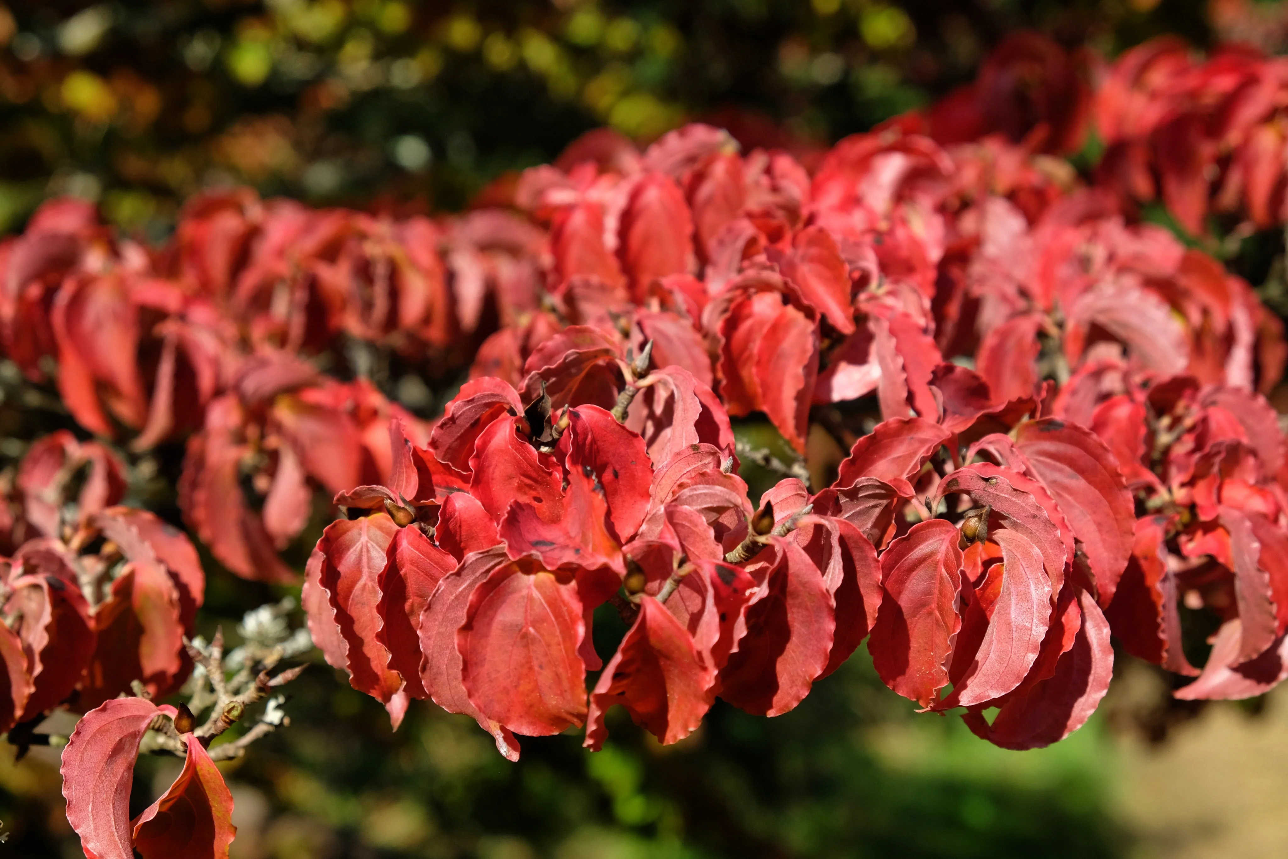 5 Flowering WHITE KOUSA DOGWOOD Cornus Kousa Tree Seeds - Image 11