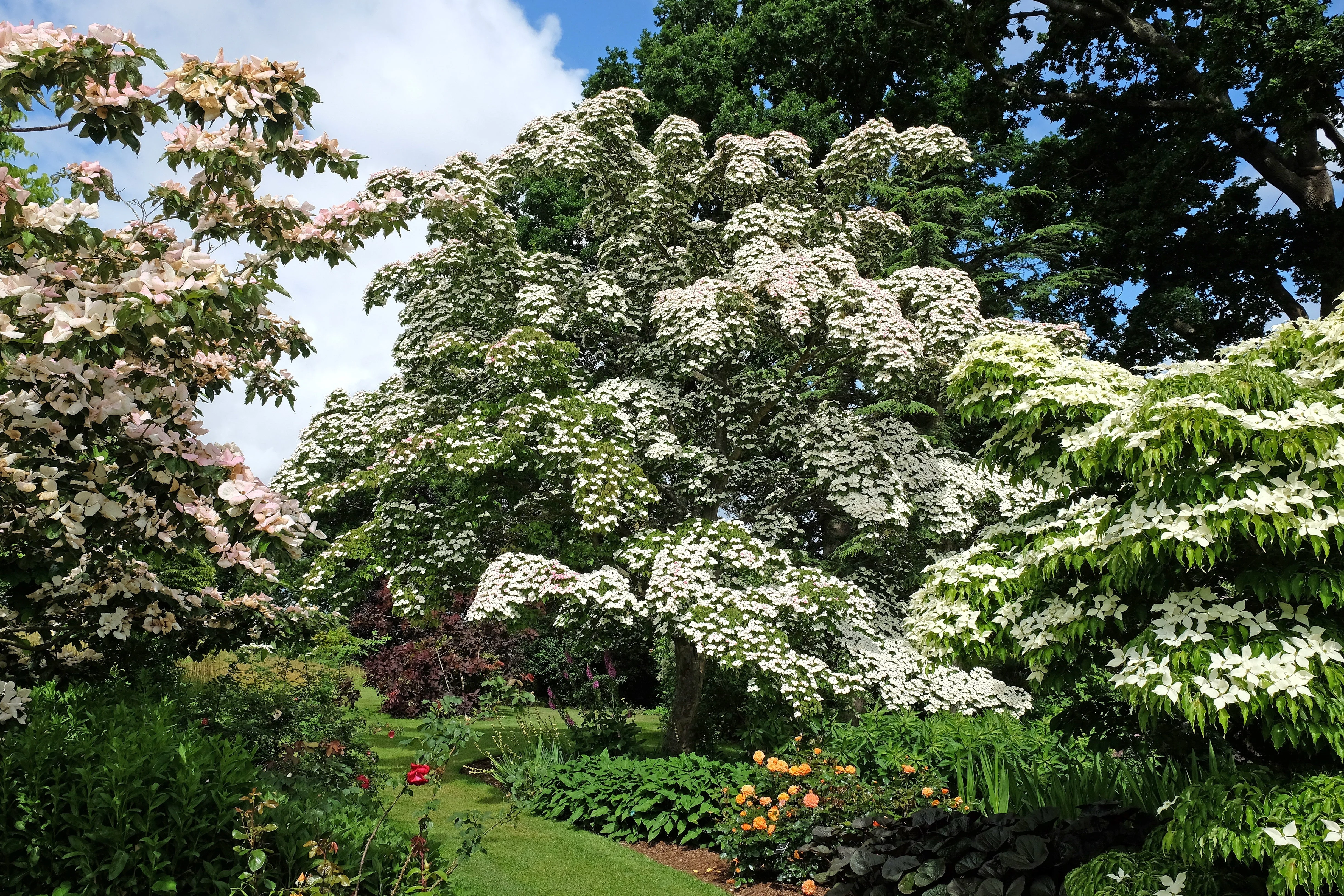 5 Flowering WHITE KOUSA DOGWOOD Cornus Kousa Tree Seeds - Image 12