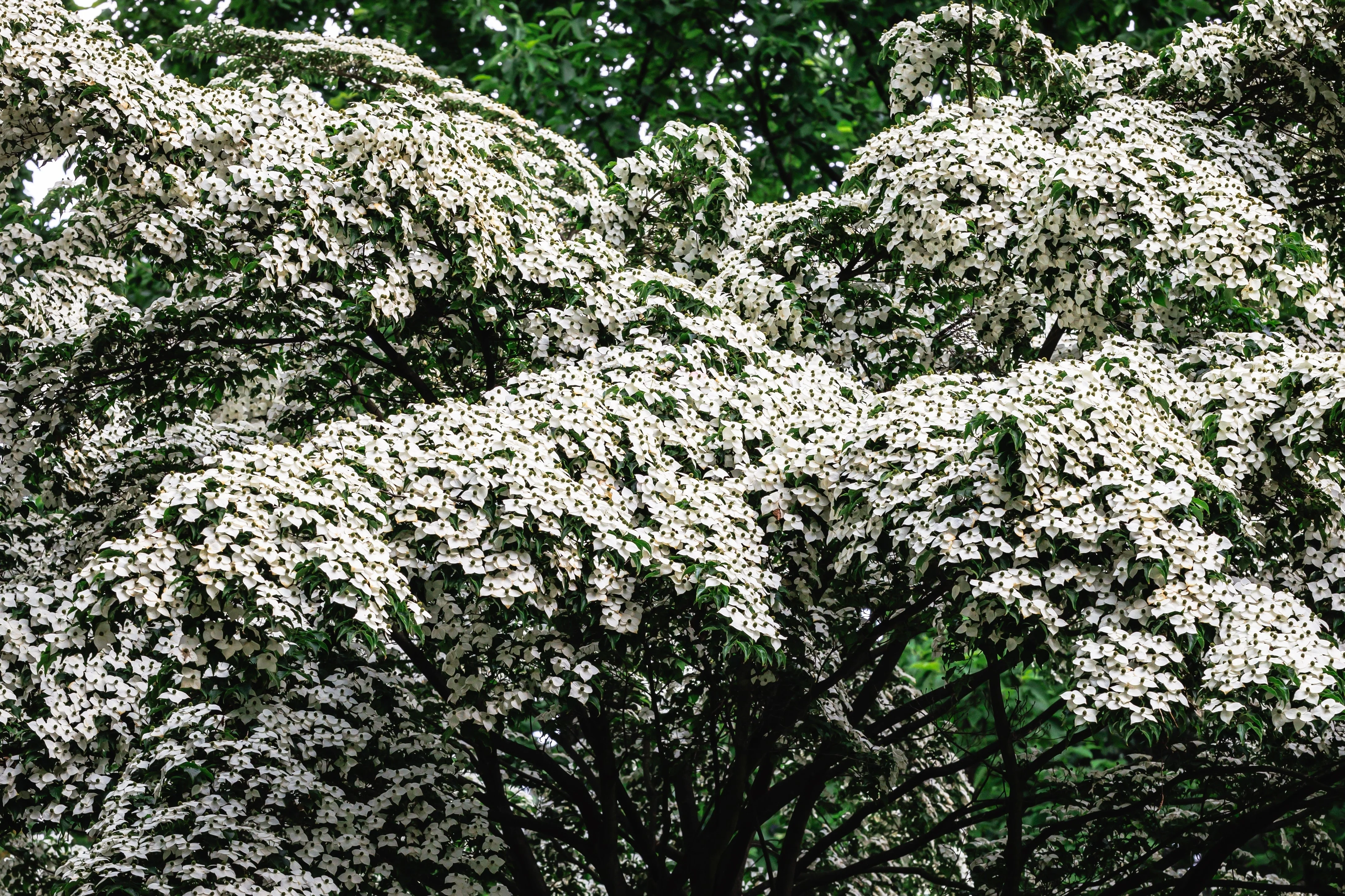 5 Flowering WHITE KOUSA DOGWOOD Cornus Kousa Tree Seeds - Image 13