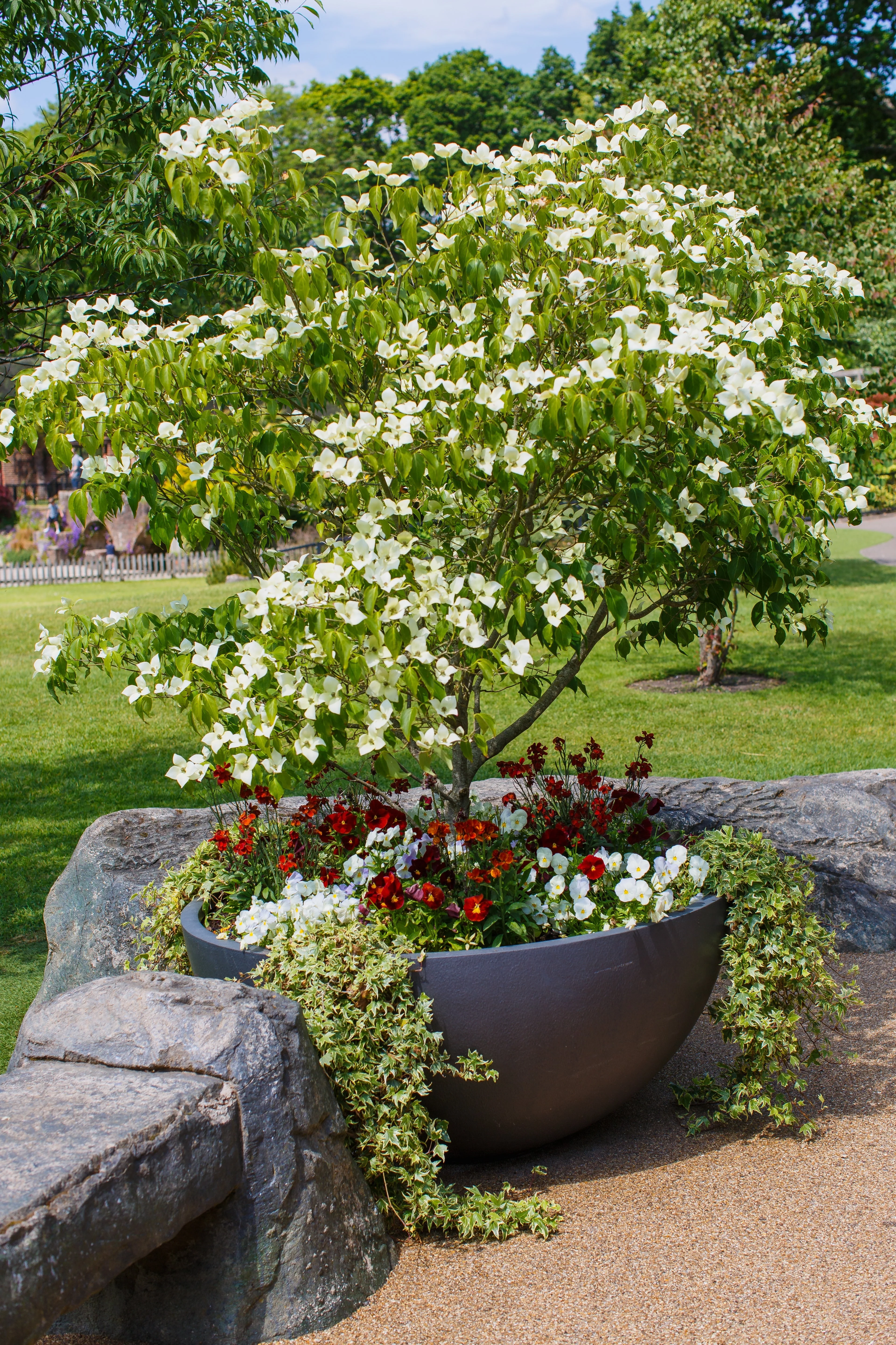 5 Flowering WHITE KOUSA DOGWOOD Cornus Kousa Tree Seeds - Image 14