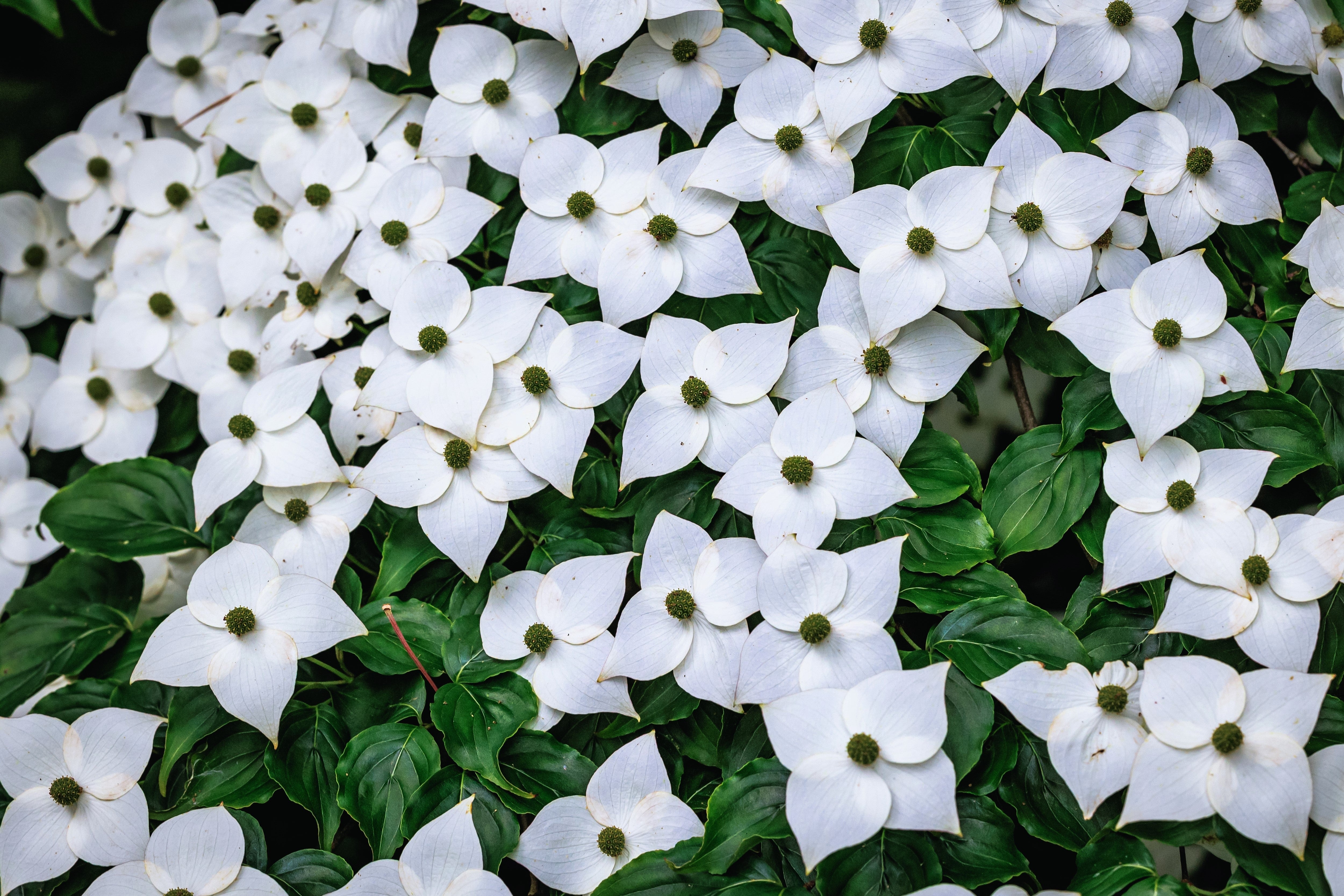 5 Flowering WHITE KOUSA DOGWOOD Cornus Kousa Tree Seeds - Image 2