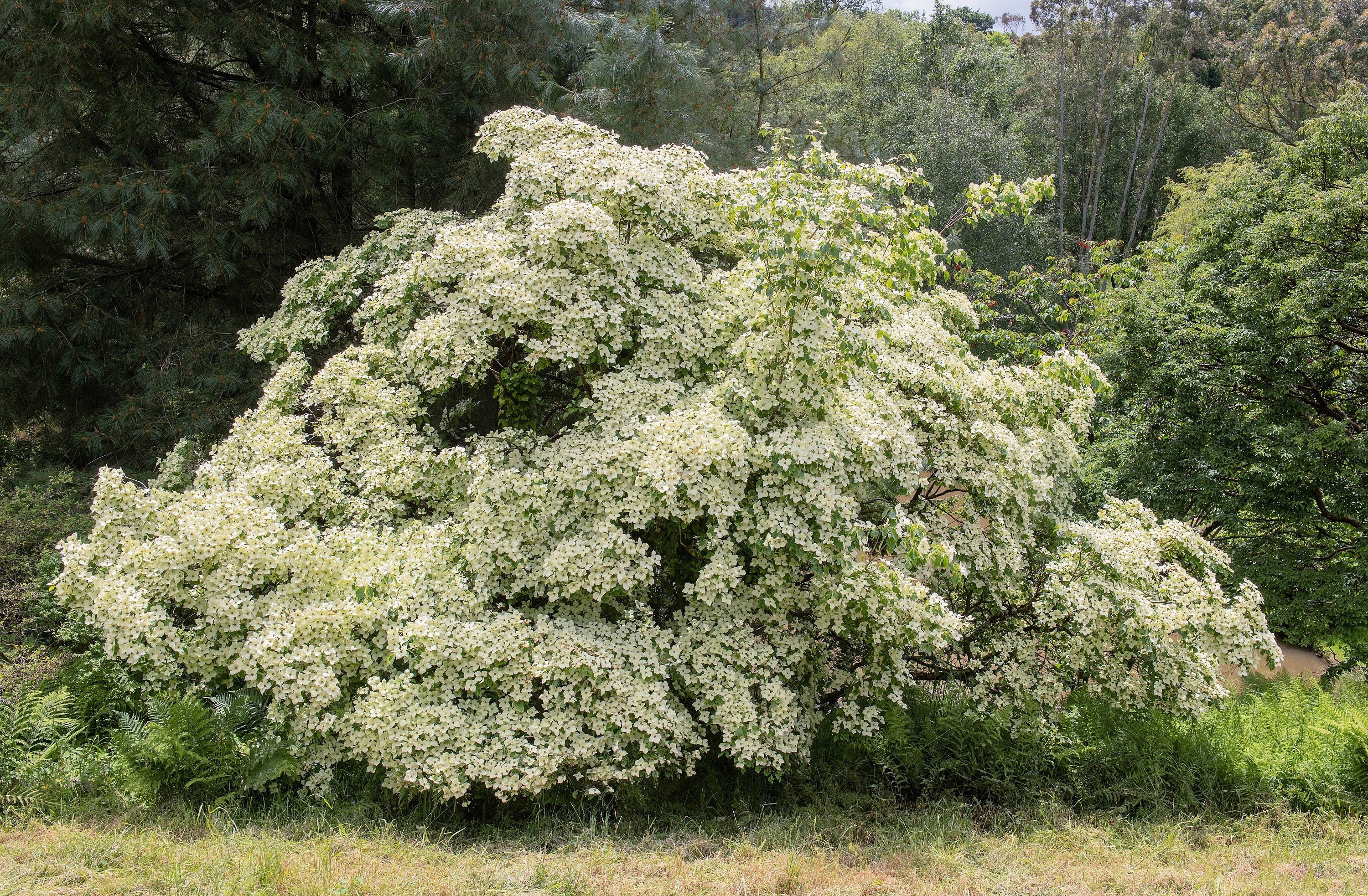 5 Flowering WHITE KOUSA DOGWOOD Cornus Kousa Tree Seeds - Image 3