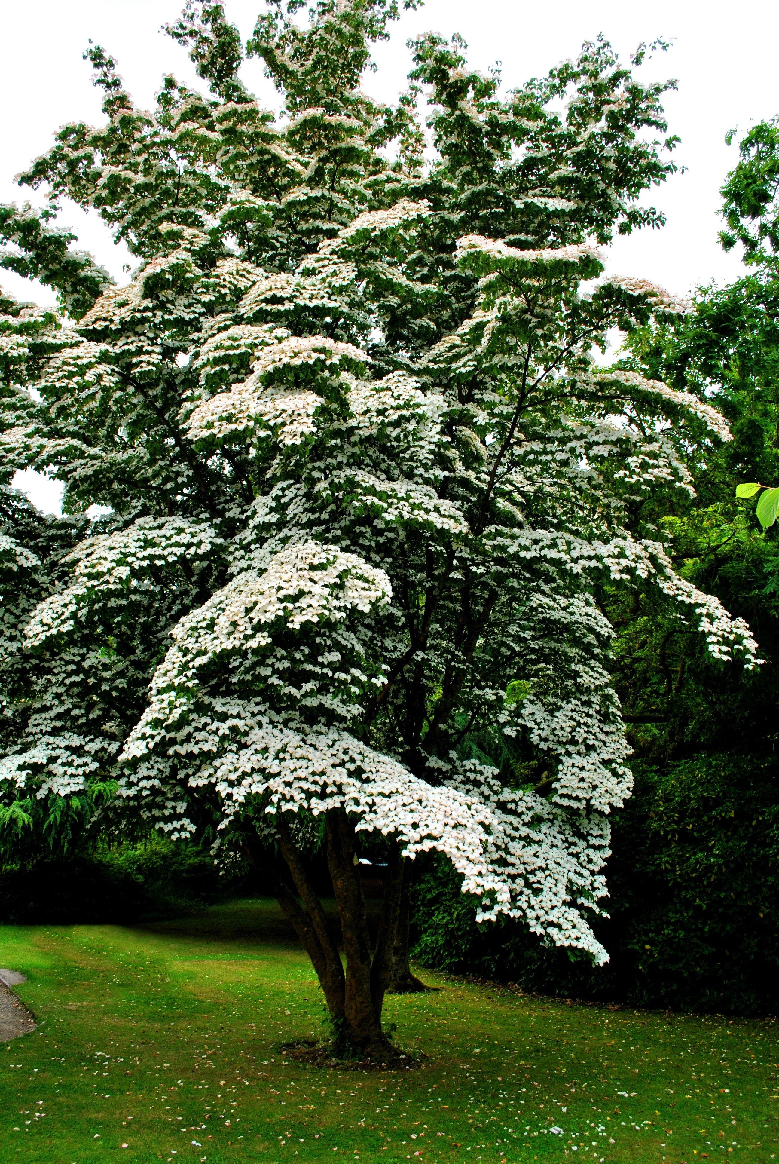 5 Flowering WHITE KOUSA DOGWOOD Cornus Kousa Tree Seeds - Image 4
