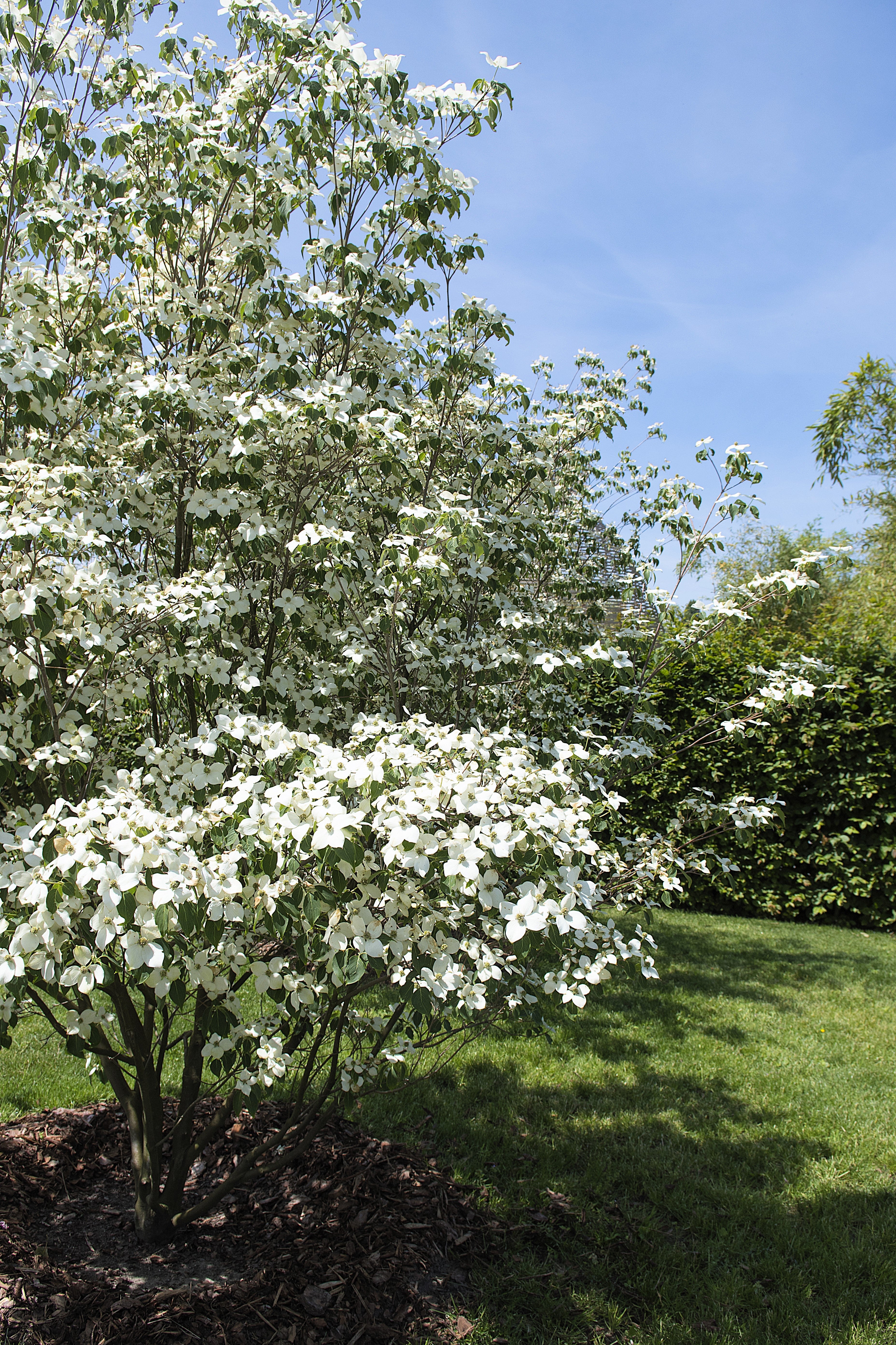 5 Flowering WHITE KOUSA DOGWOOD Cornus Kousa Tree Seeds - Image 5