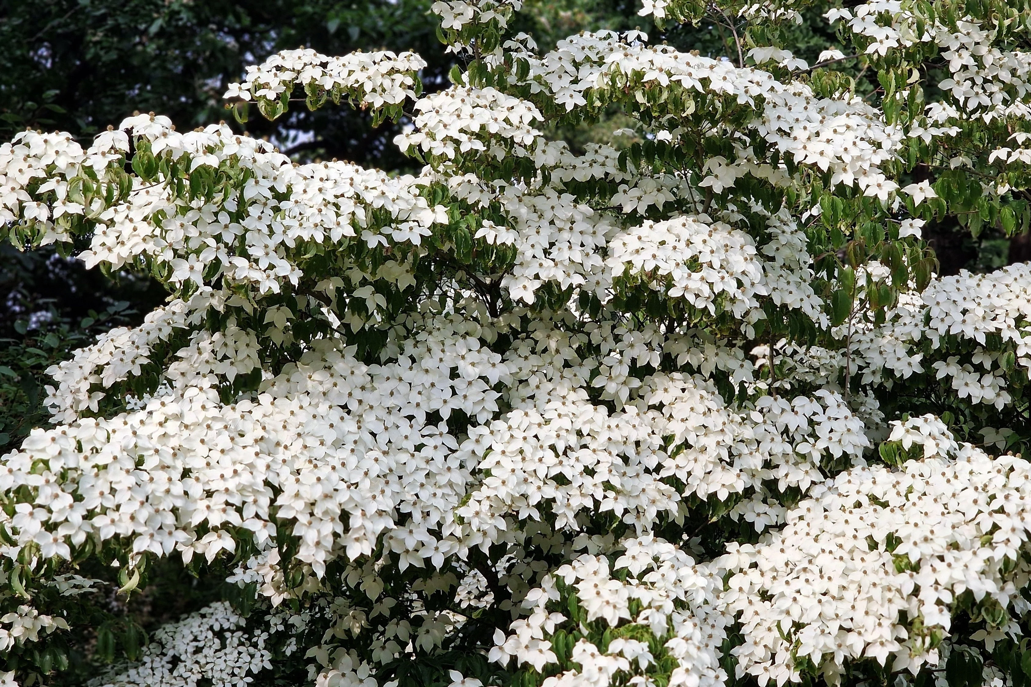 5 Flowering WHITE KOUSA DOGWOOD Cornus Kousa Tree Seeds - Image 6
