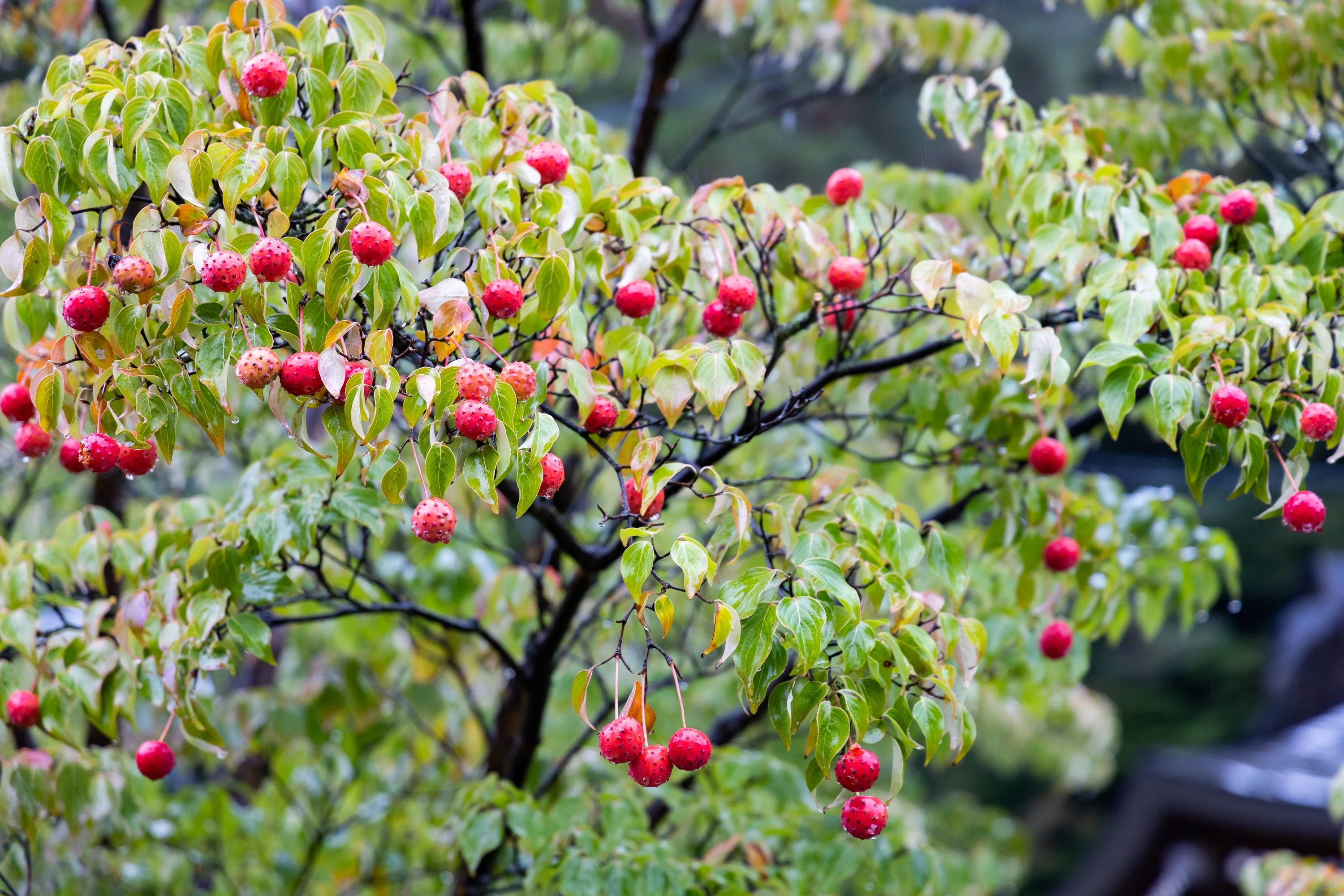 5 Flowering WHITE KOUSA DOGWOOD Cornus Kousa Tree Seeds - Image 7