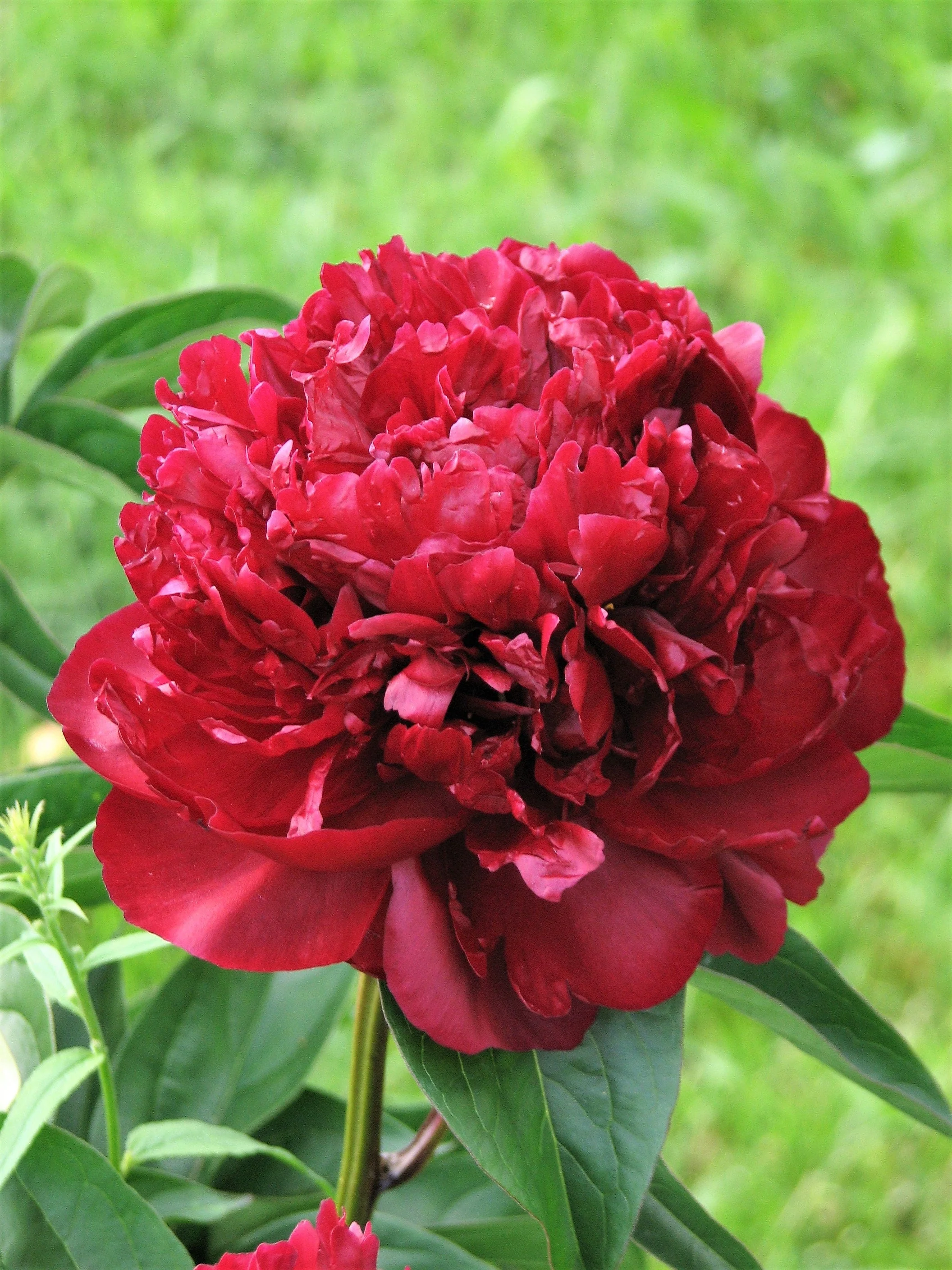 5 GARDEN PEONY Paeonia Lactiflora Red Pink White Mix Chinese Peony Flower Seeds - Image 10