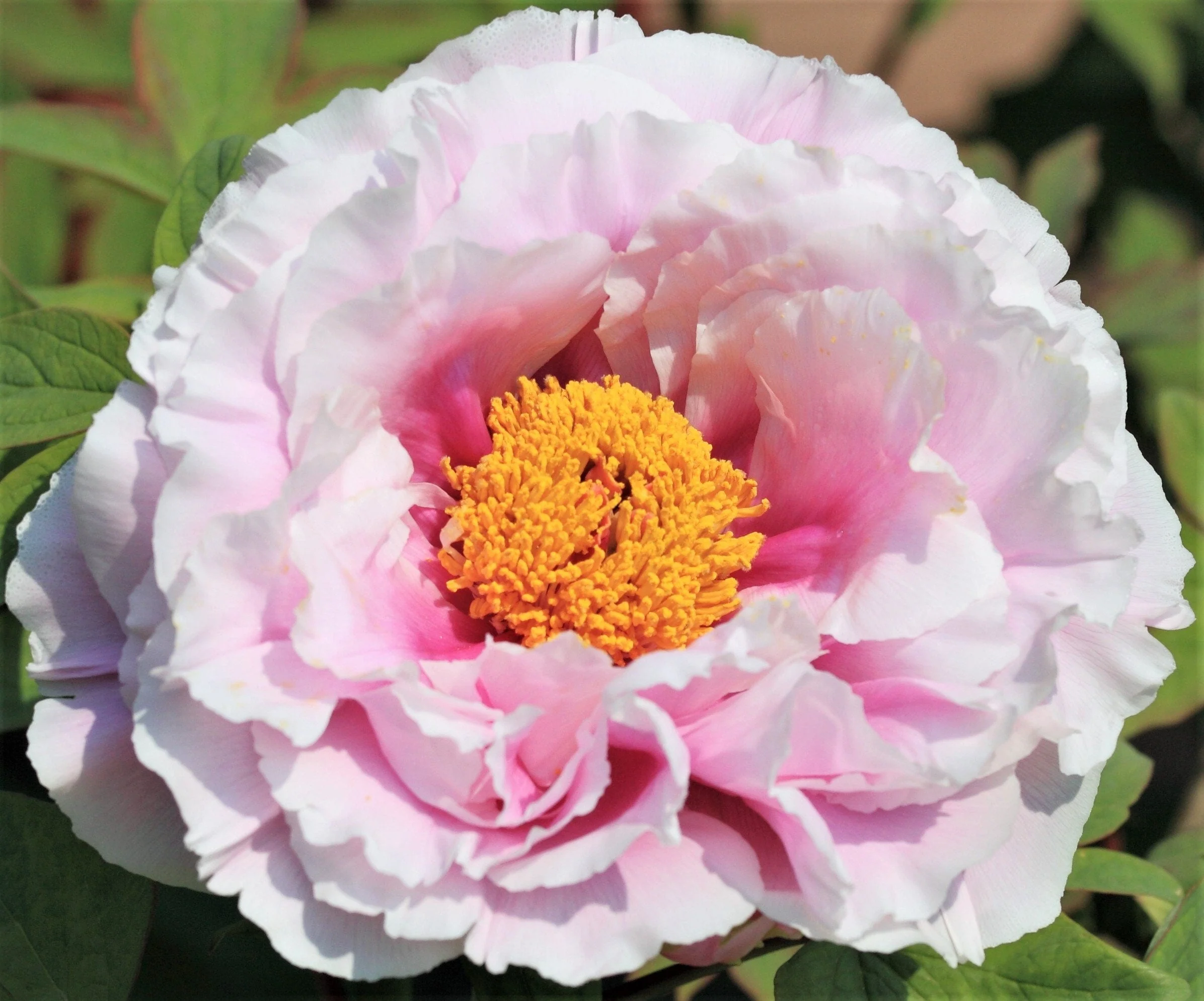 5 GARDEN PEONY Paeonia Lactiflora Red Pink White Mix Chinese Peony Flower Seeds - Image 2