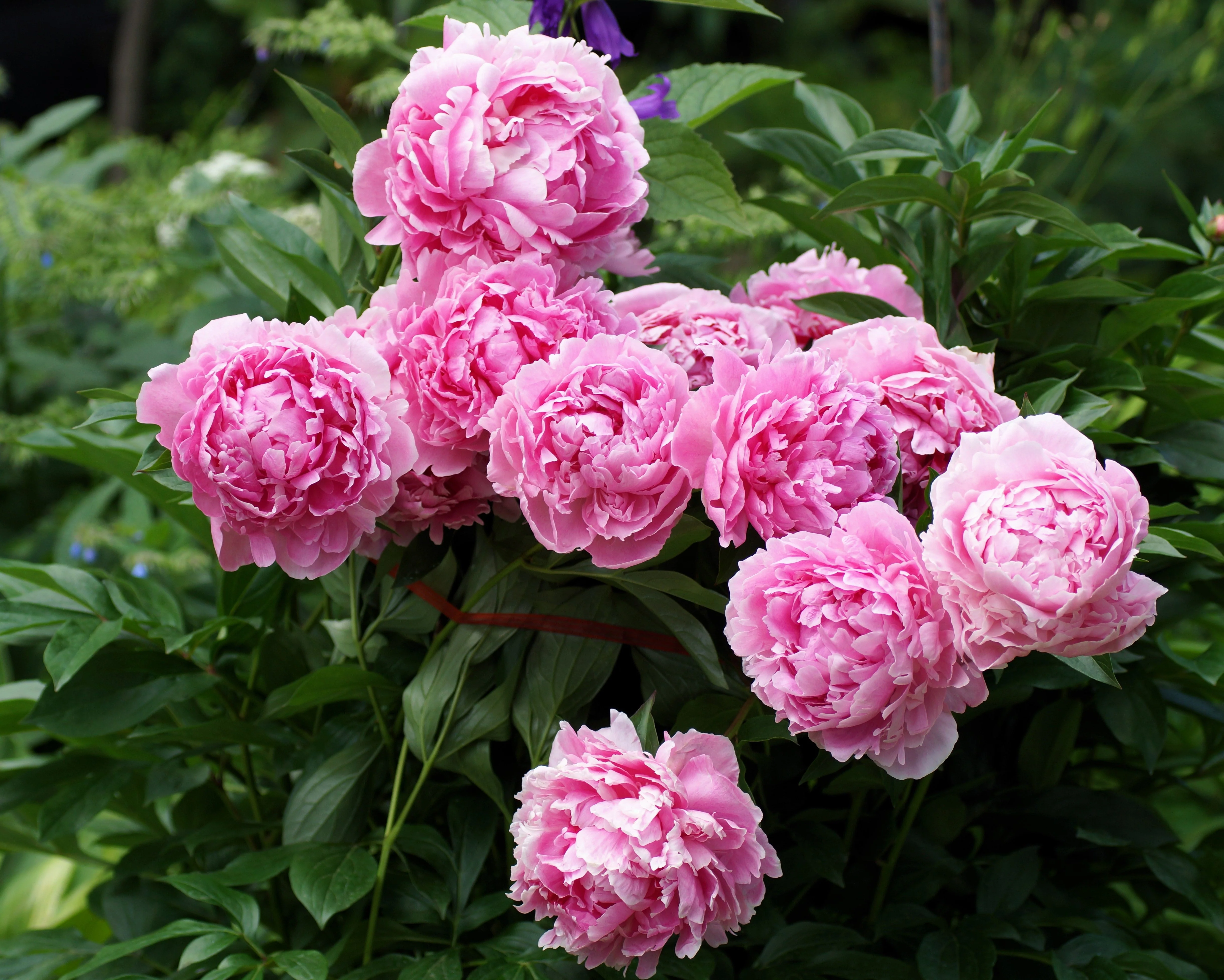 5 GARDEN PEONY Paeonia Lactiflora Red Pink White Mix Chinese Peony Flower Seeds - Image 3