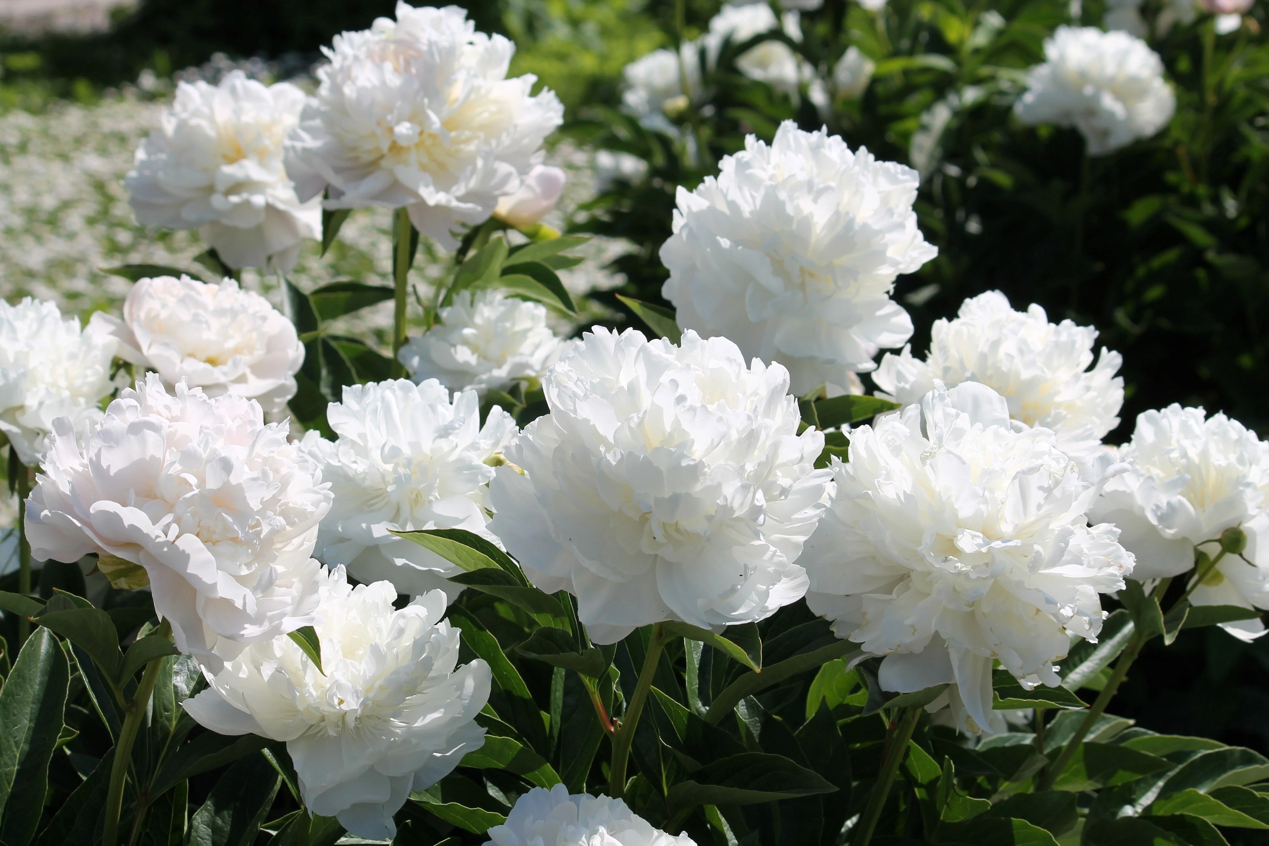 5 GARDEN PEONY Paeonia Lactiflora Red Pink White Mix Chinese Peony Flower Seeds - Image 4
