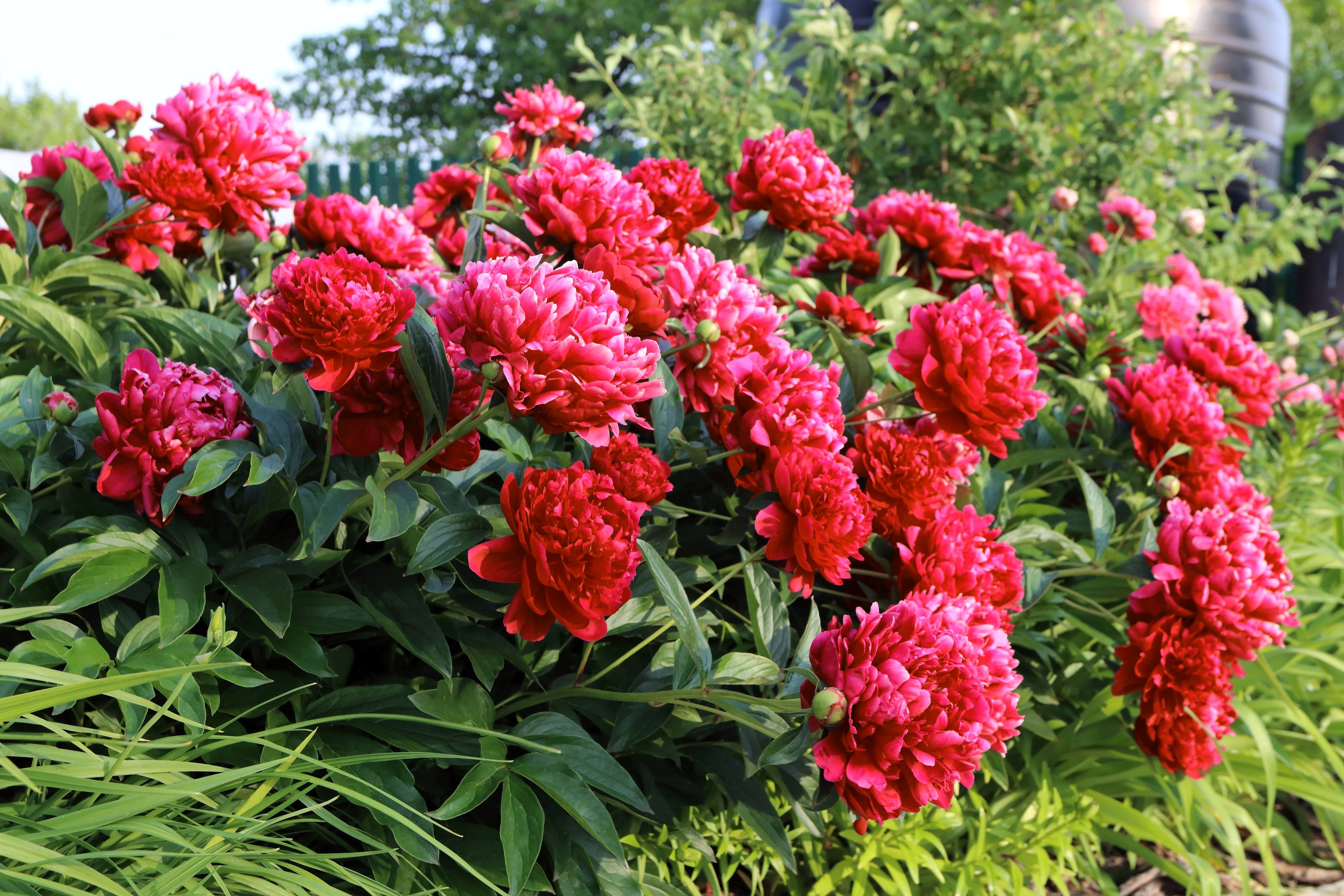 5 GARDEN PEONY Paeonia Lactiflora Red Pink White Mix Chinese Peony Flower Seeds - Image 5