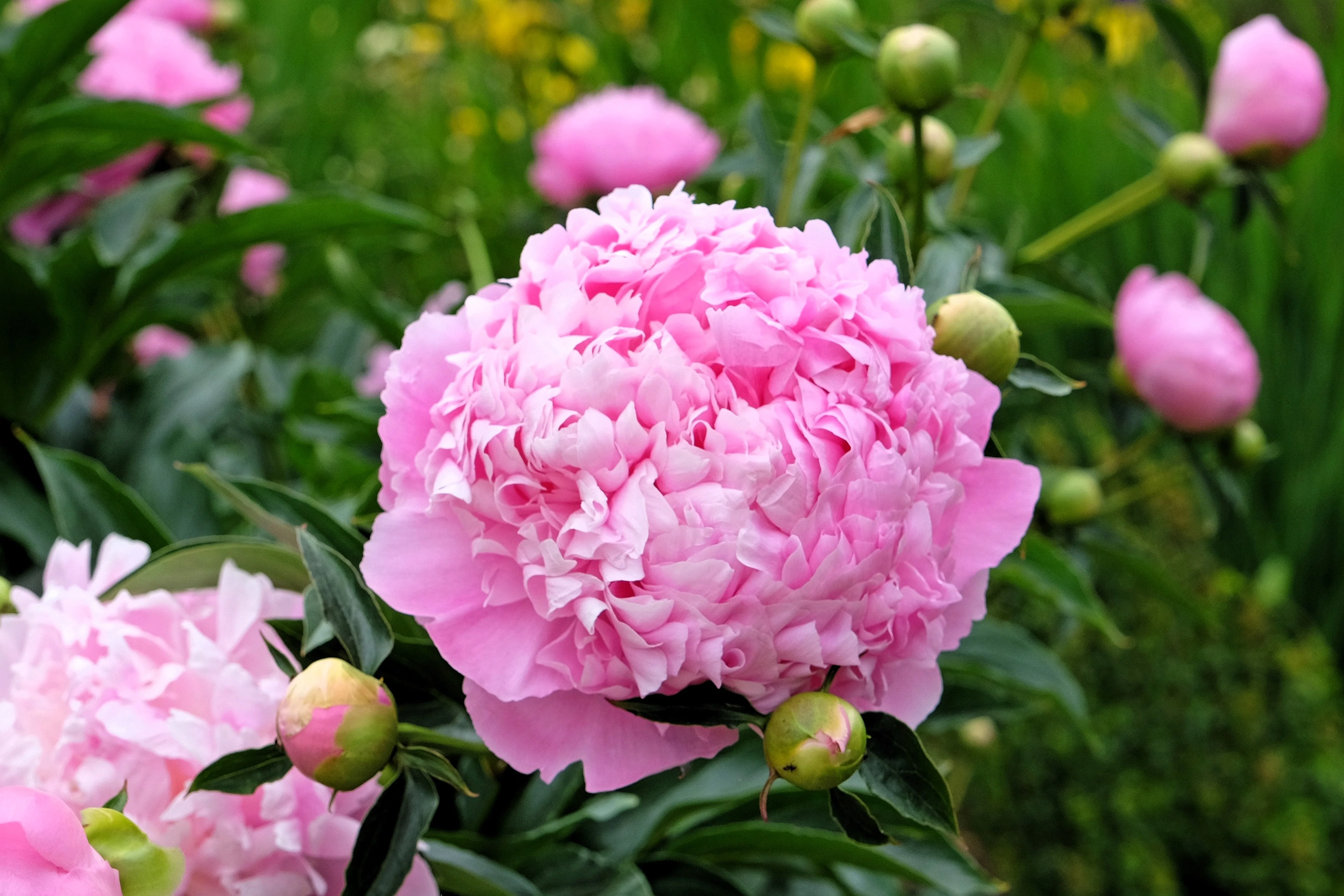 5 GARDEN PEONY Paeonia Lactiflora Red Pink White Mix Chinese Peony Flower Seeds - Image 6