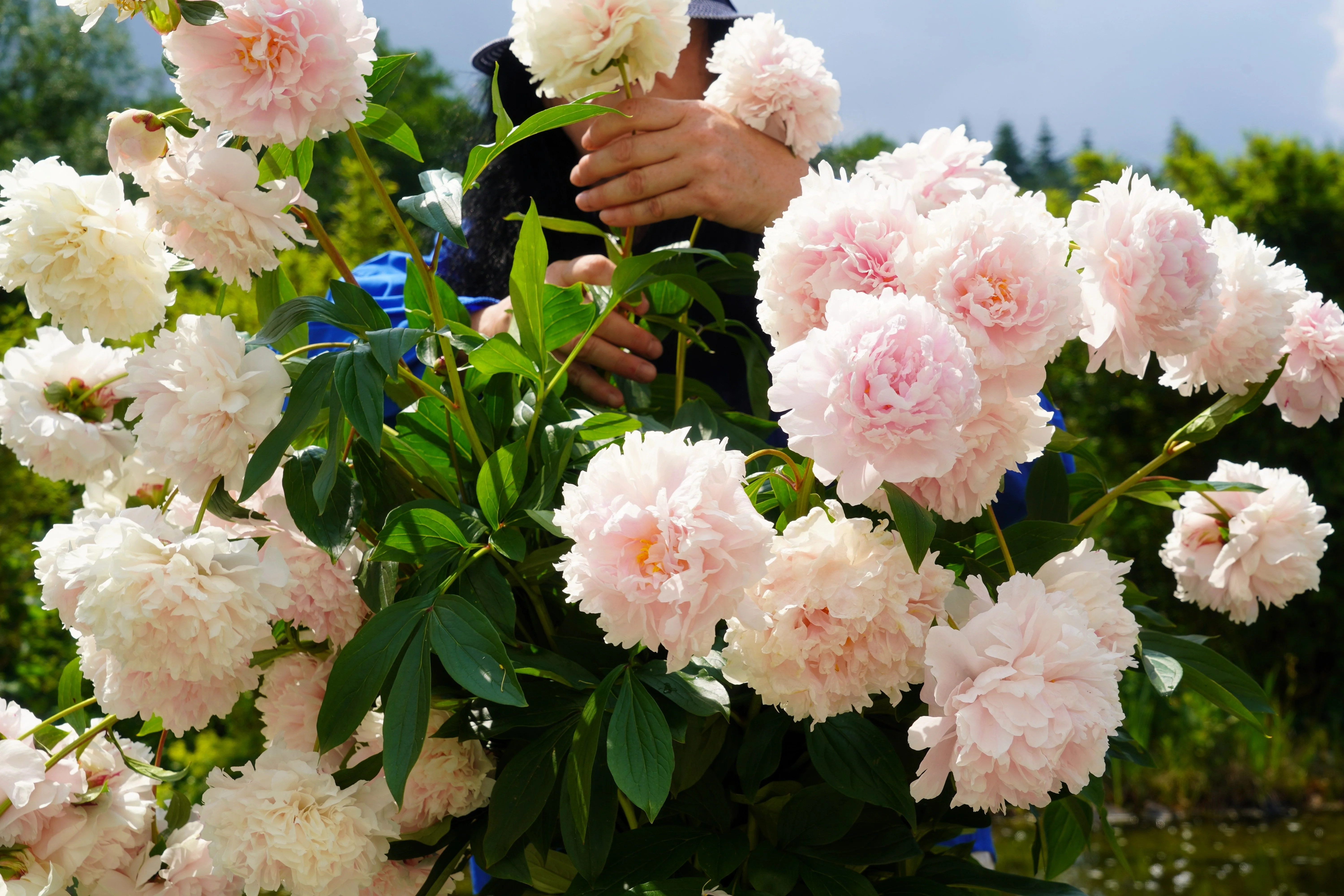 5 GARDEN PEONY Paeonia Lactiflora Red Pink White Mix Chinese Peony Flower Seeds - Image 7