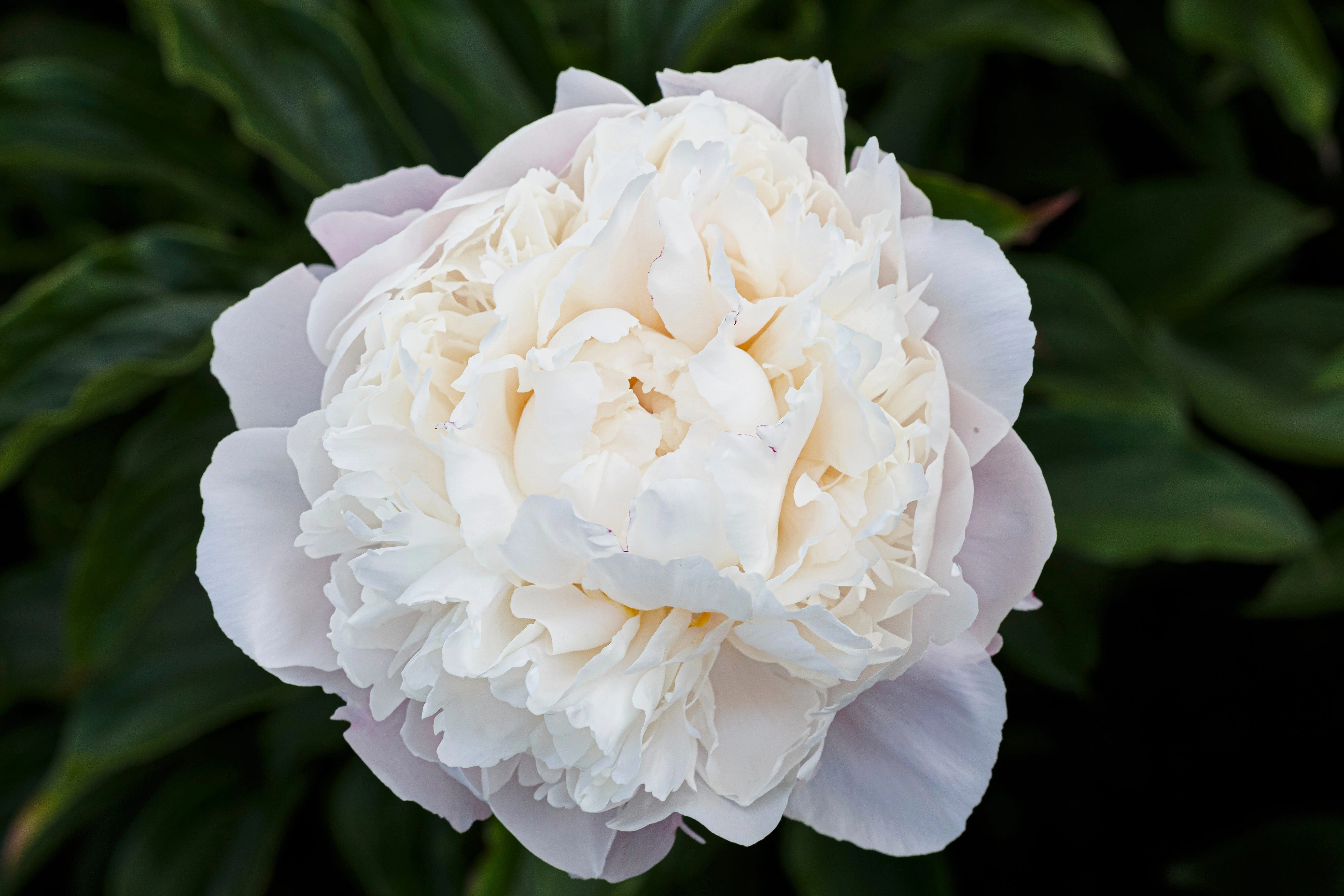 5 GARDEN PEONY Paeonia Lactiflora Red Pink White Mix Chinese Peony Flower Seeds - Image 8
