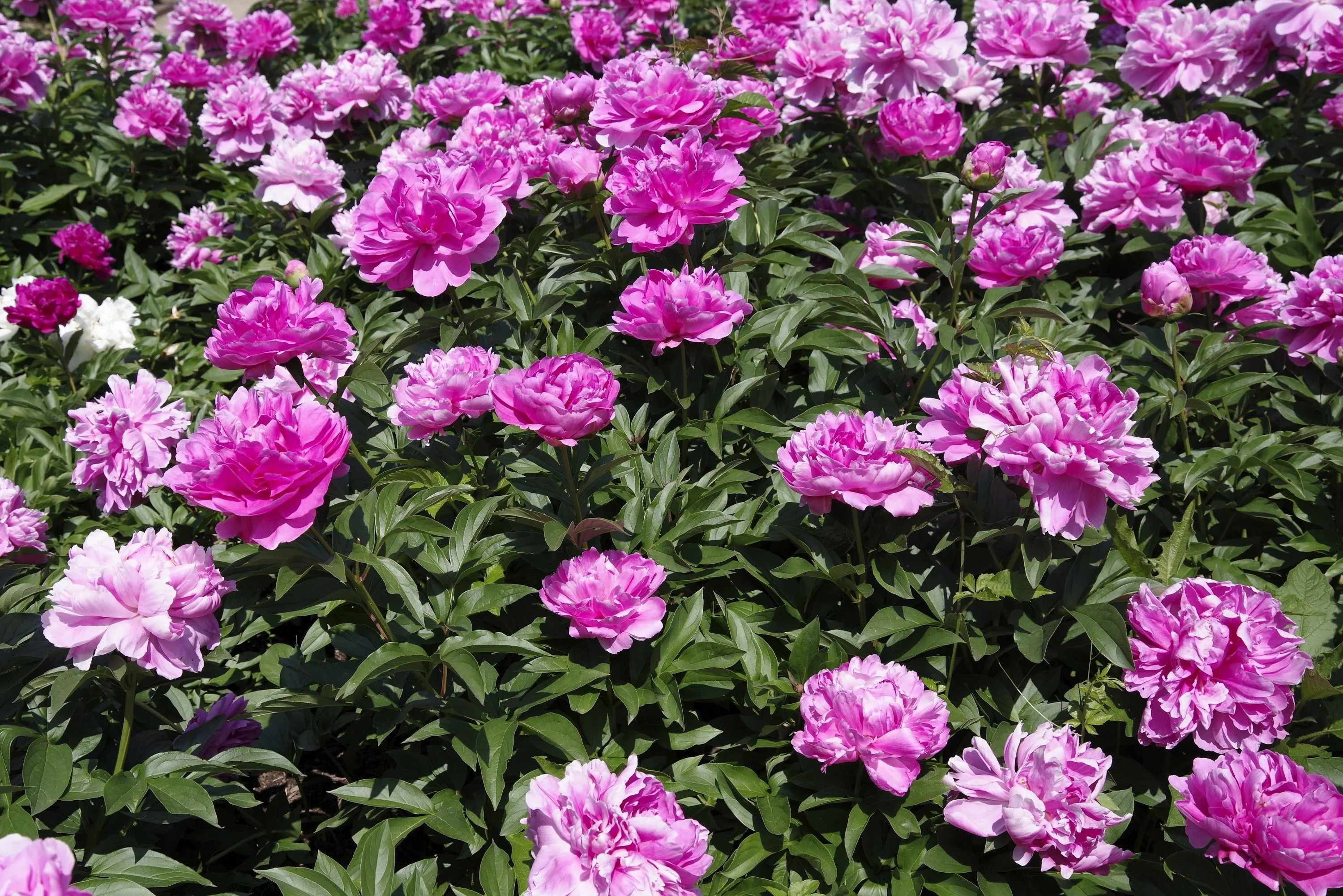 5 GARDEN PEONY Paeonia Lactiflora Red Pink White Mix Chinese Peony Flower Seeds - Image 9