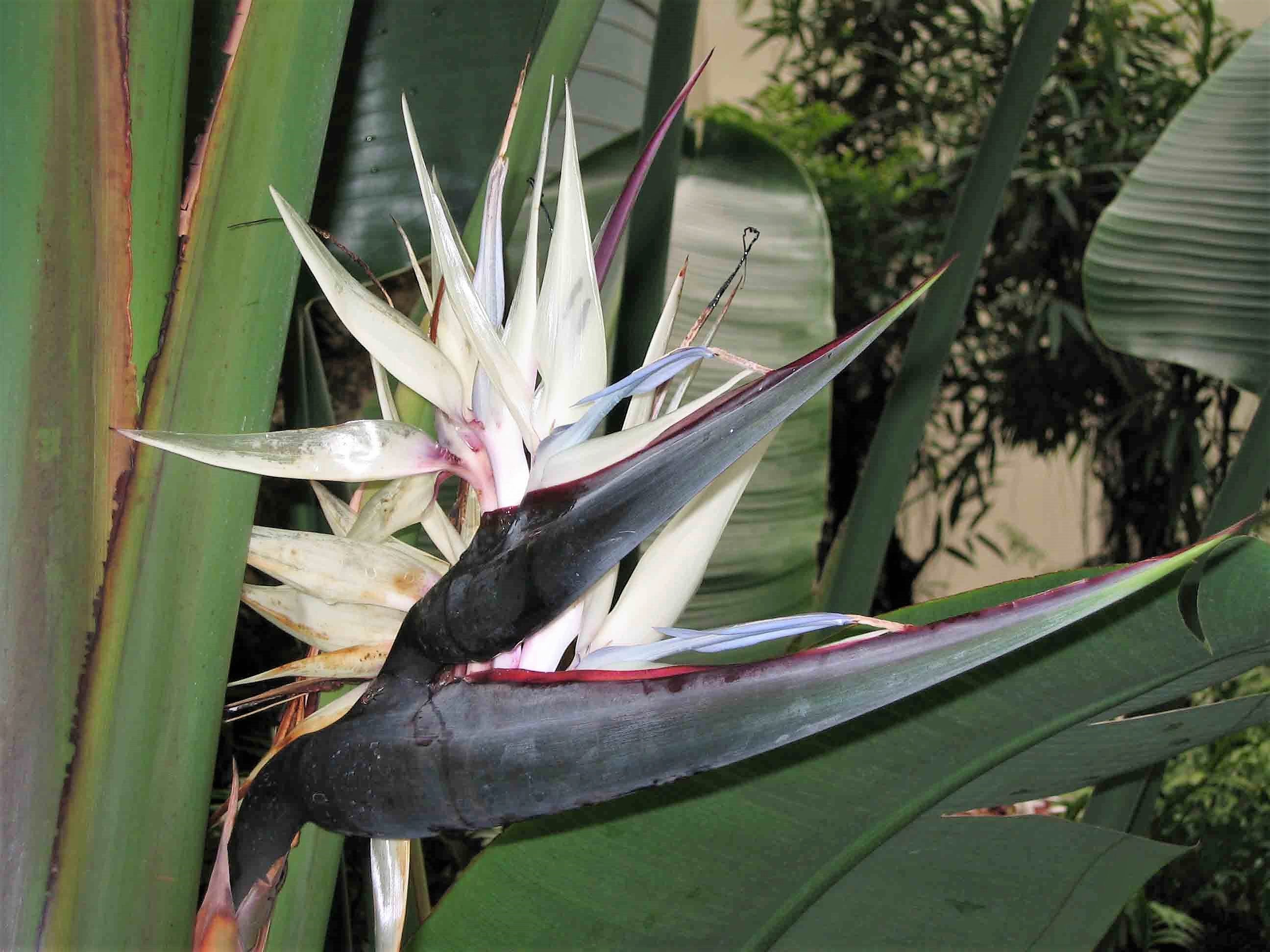 5 GIANT BIRD OF PARADISE Tree Strelitzia Nicolai Wild Banana White Crane Blue Purple Flower Houseplant Seeds - Image 10