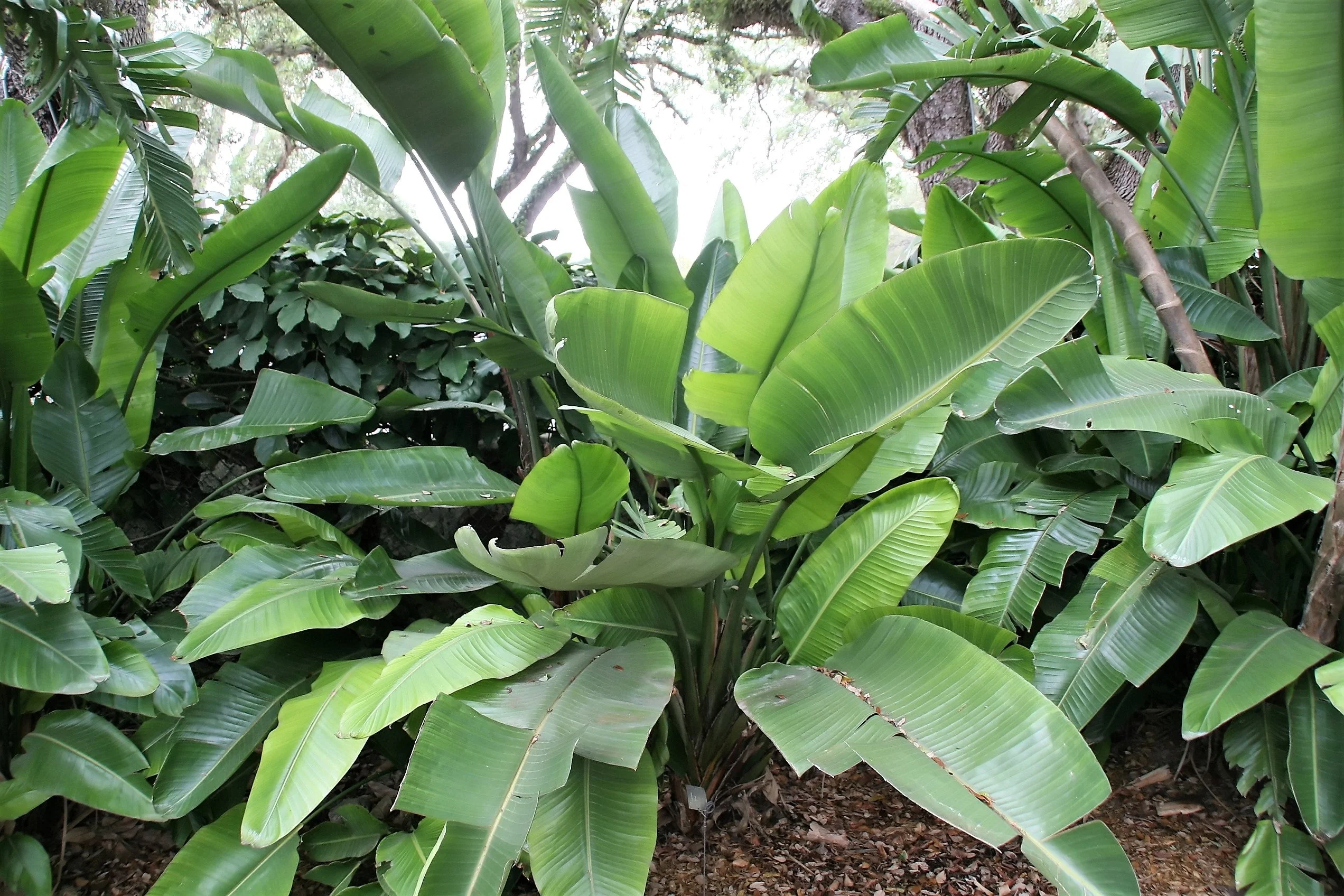 5 GIANT BIRD OF PARADISE Tree Strelitzia Nicolai Wild Banana White Crane Blue Purple Flower Houseplant Seeds - Image 11
