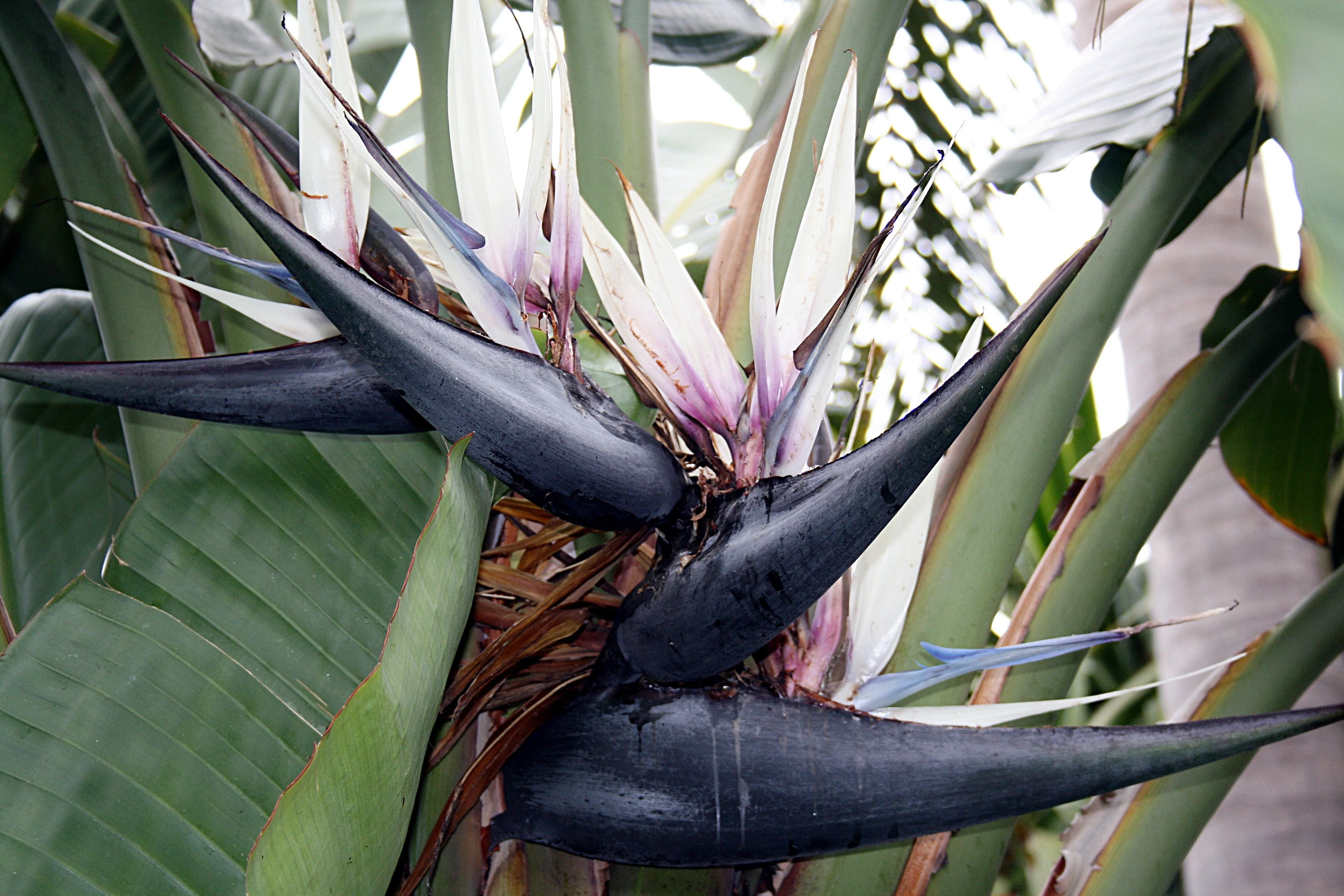 5 GIANT BIRD OF PARADISE Tree Strelitzia Nicolai Wild Banana White Crane Blue Purple Flower Houseplant Seeds - Image 12